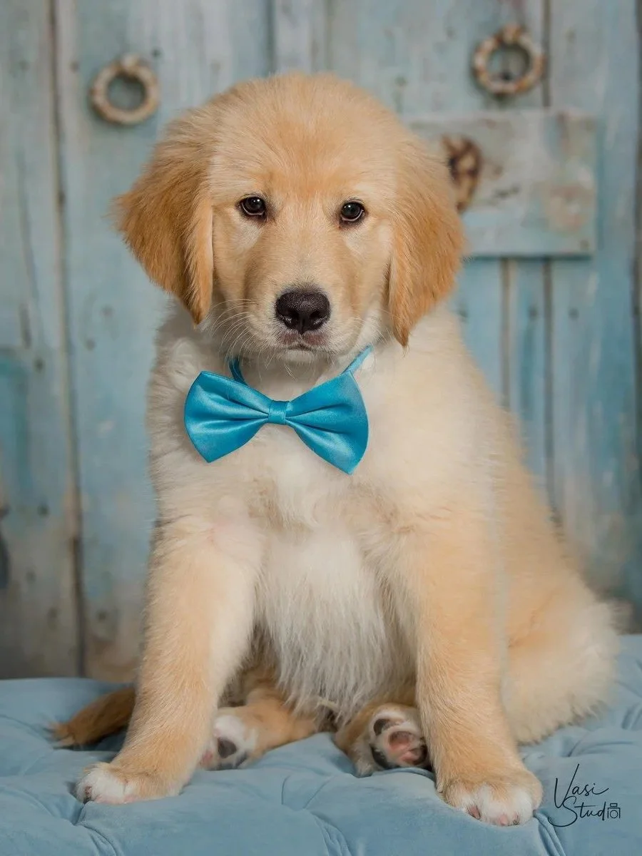 Golden retriever puppy with a blue bow tie on a tufted bench in front of a rustic blue door, puppy portrait