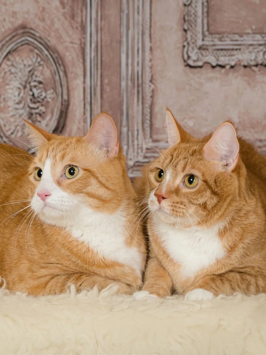Two orange tabby cats side by side on a fur rug, cat portrait photography