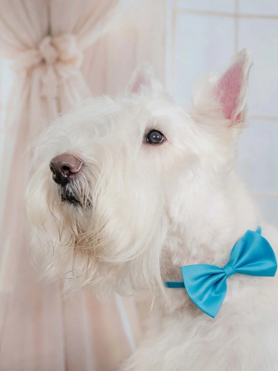 White Scottish terrier with a blue bow tie by soft window light, studio dog portrait