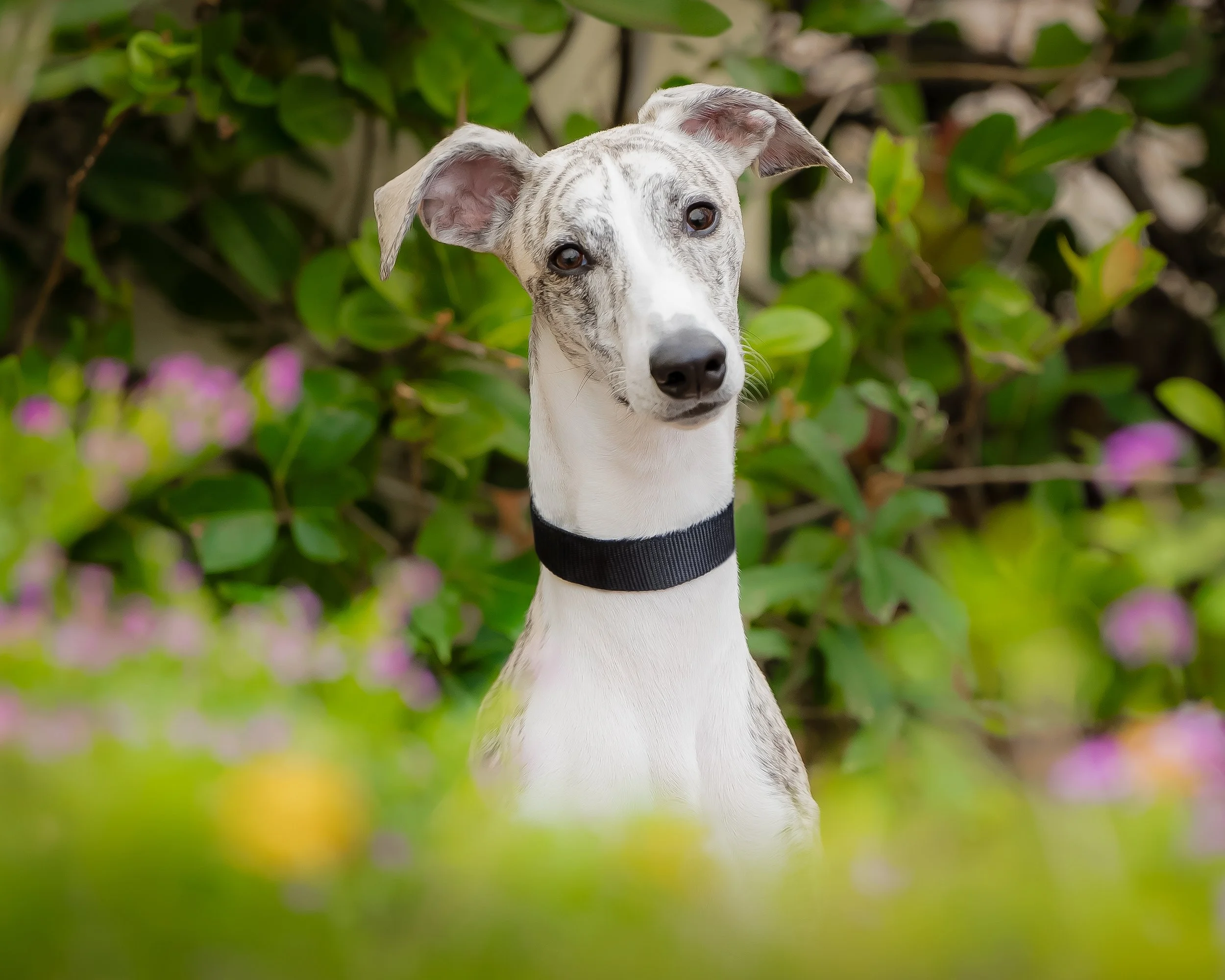 Whippet with a black collar among green foliage and flowers, outdoor dog portrait
