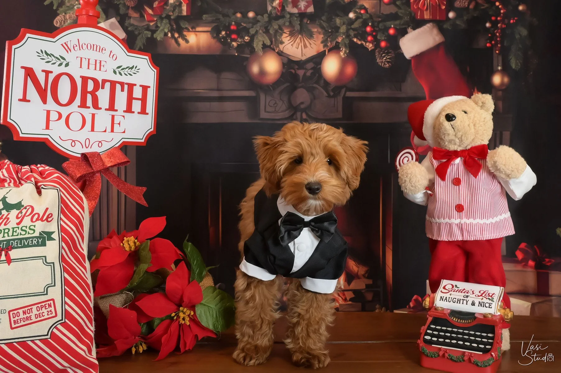 Goldendoodle puppy in a tuxedo with a teddy bear and North Pole sign, Christmas puppy portrait