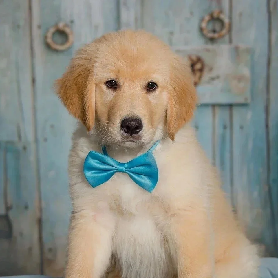 Golden retriever puppy with a blue bow tie posed against a rustic blue door, artistic pet portrait by Vasi Studio in Palm Beach Gardens