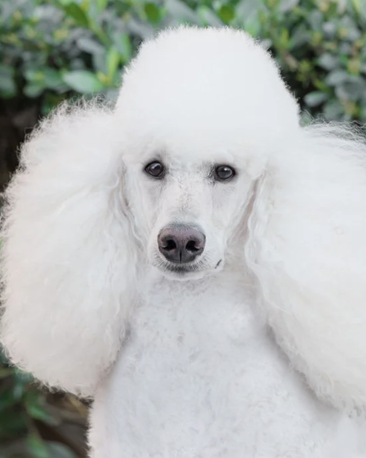 White standard poodle portrait against green foliage, outdoor dog photography