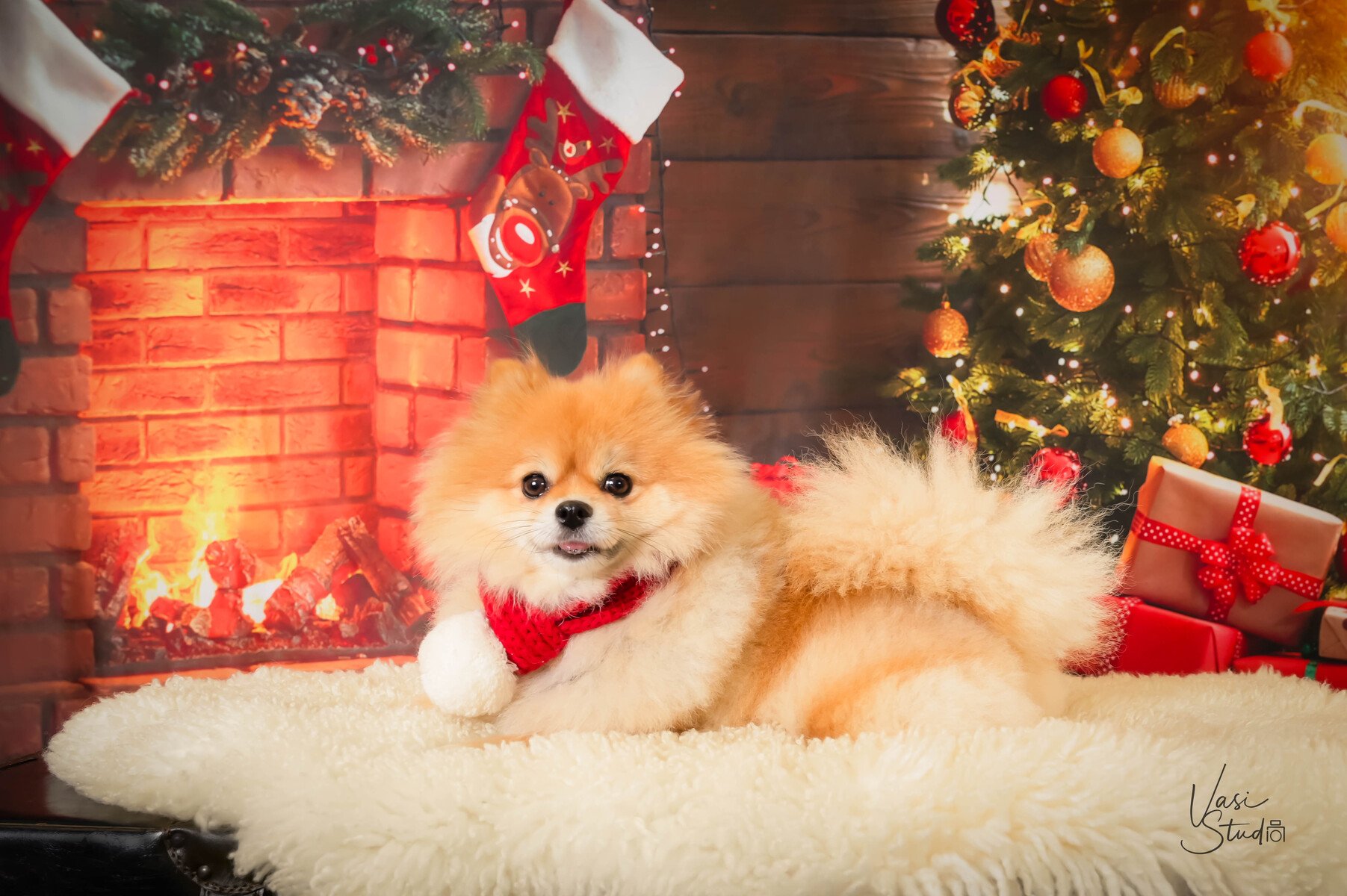 Pomeranian on a fur rug by a Christmas fireplace and tree, holiday dog portrait in Palm Beach Gardens
