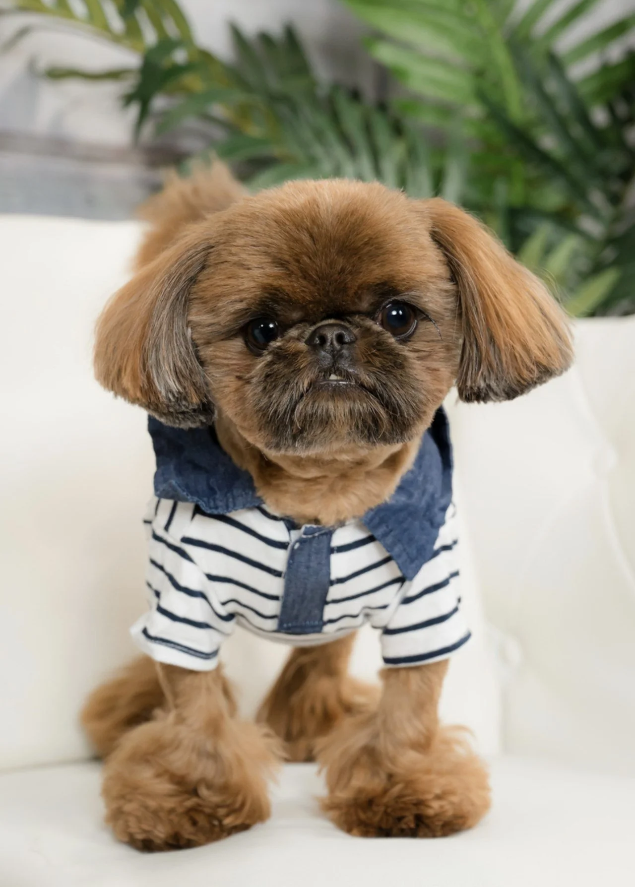 Small fluffy dog in a striped sailor shirt and denim jacket, studio pet portrait
