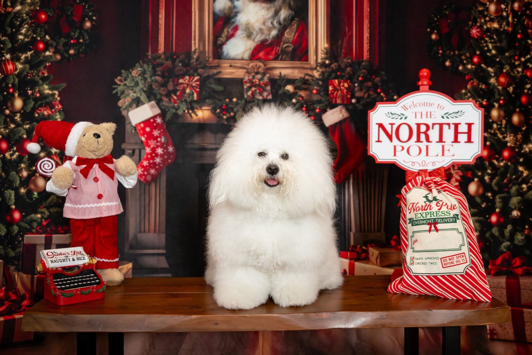 Fluffy white Bichon Frise beside a North Pole sign and teddy bear, Christmas pet portrait by Vasi Studio