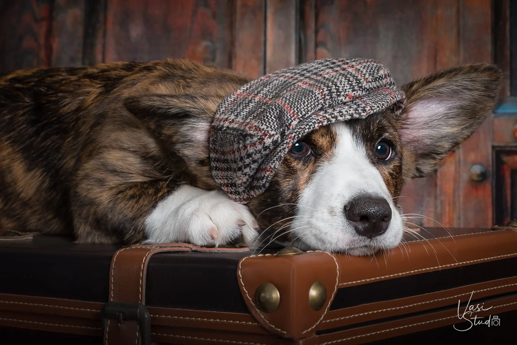 Corgi wearing a tweed newsboy cap resting on a vintage suitcase, creative pet portrait by Vasi Studio