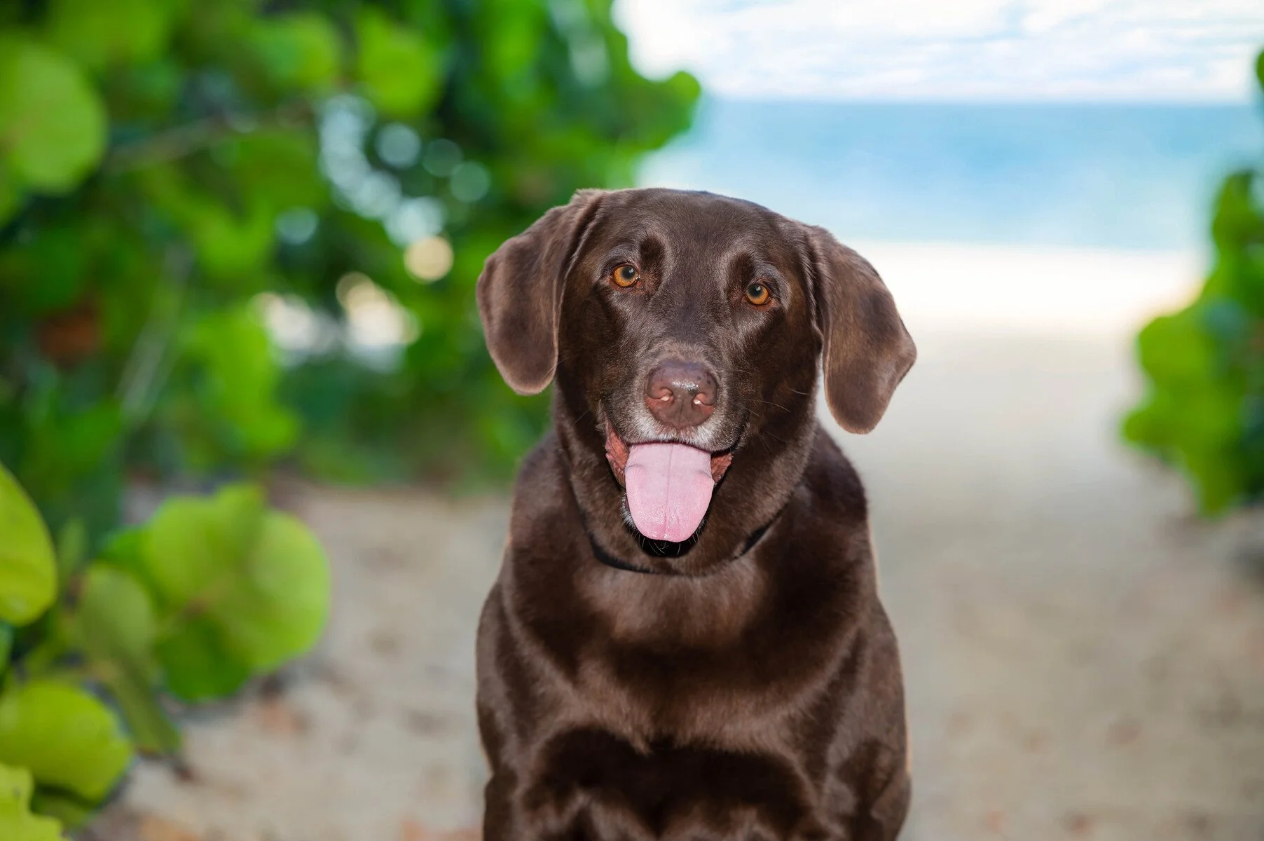 Chocolate Labrador on the beach framed by sea grape leaves, outdoor dog photography South Florida