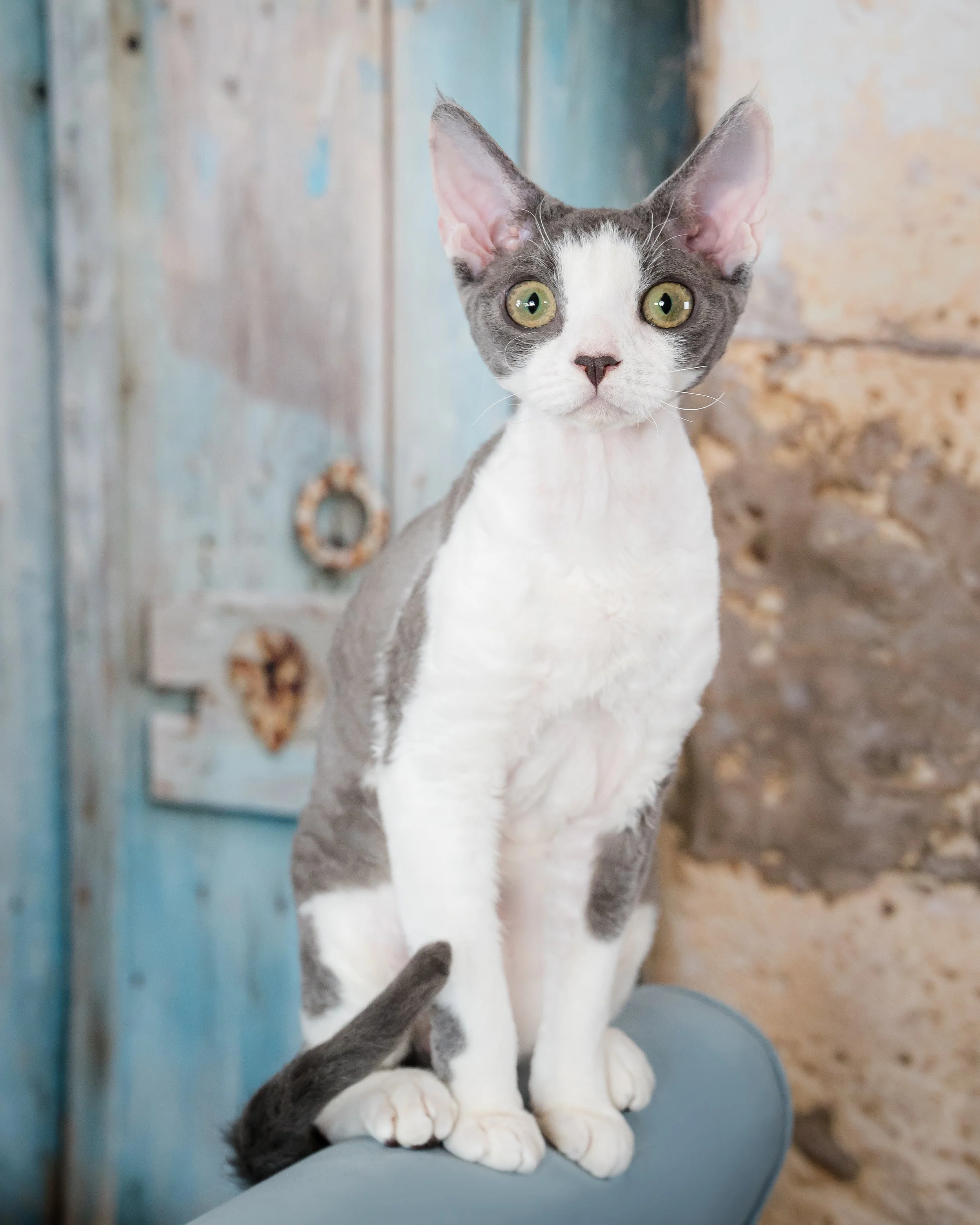 Devon Rex cat sitting on a blue bench against a rustic door, studio cat photography