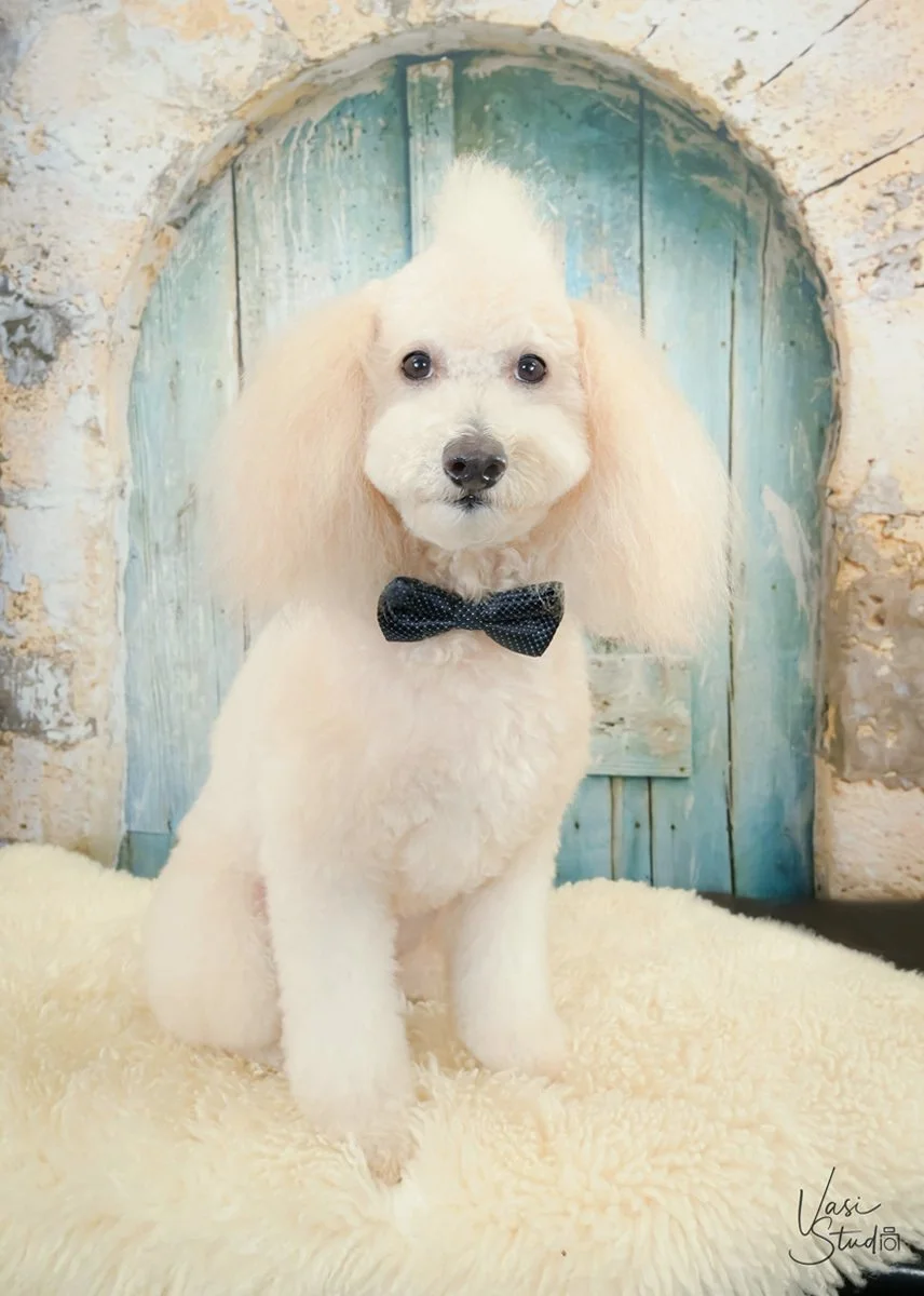 White poodle with a black bow tie on a sheepskin rug before an arched blue door, studio dog portrait