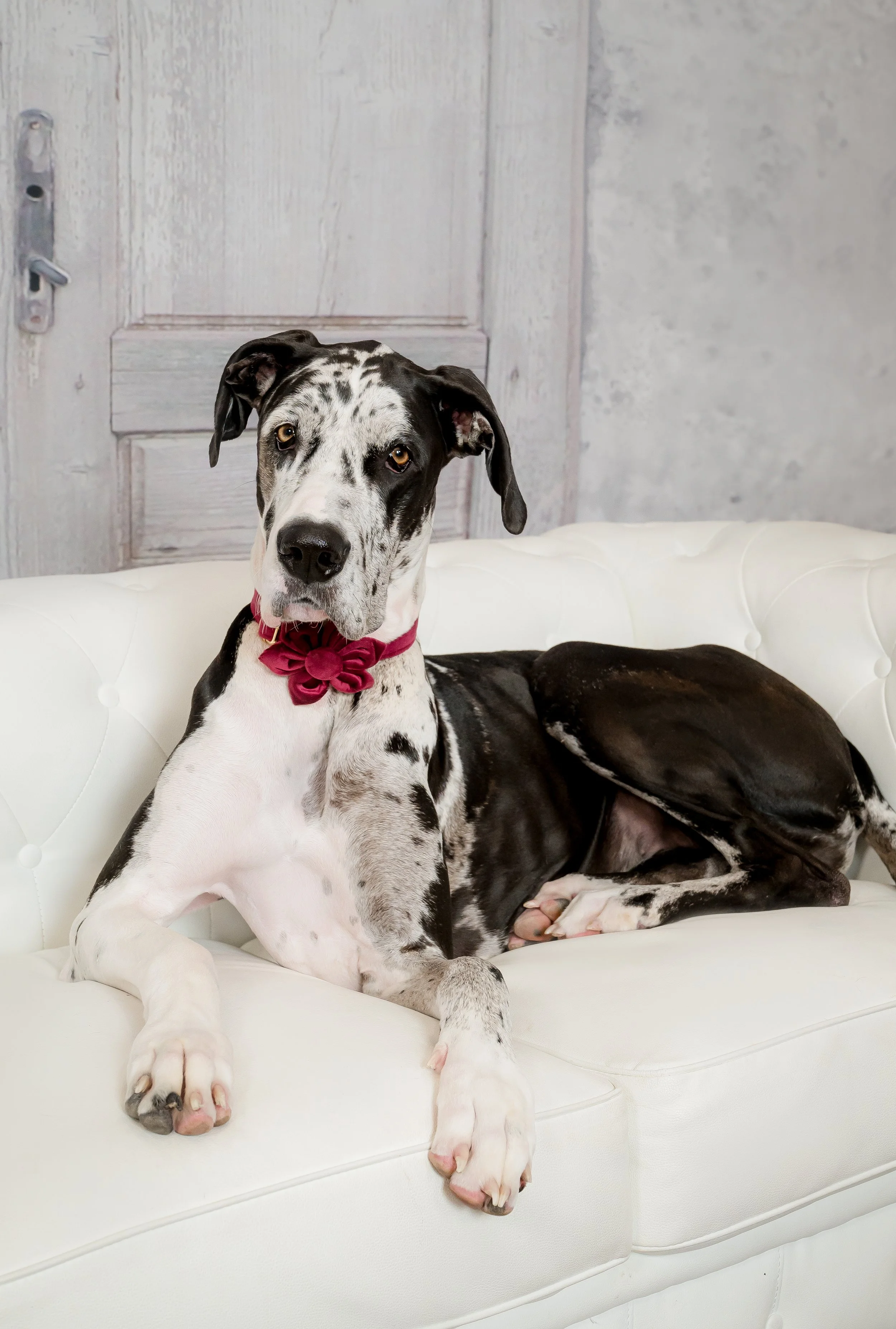 Harlequin Great Dane with a red bow tie lounging on a white sofa, studio dog portrait Palm Beach Gardens