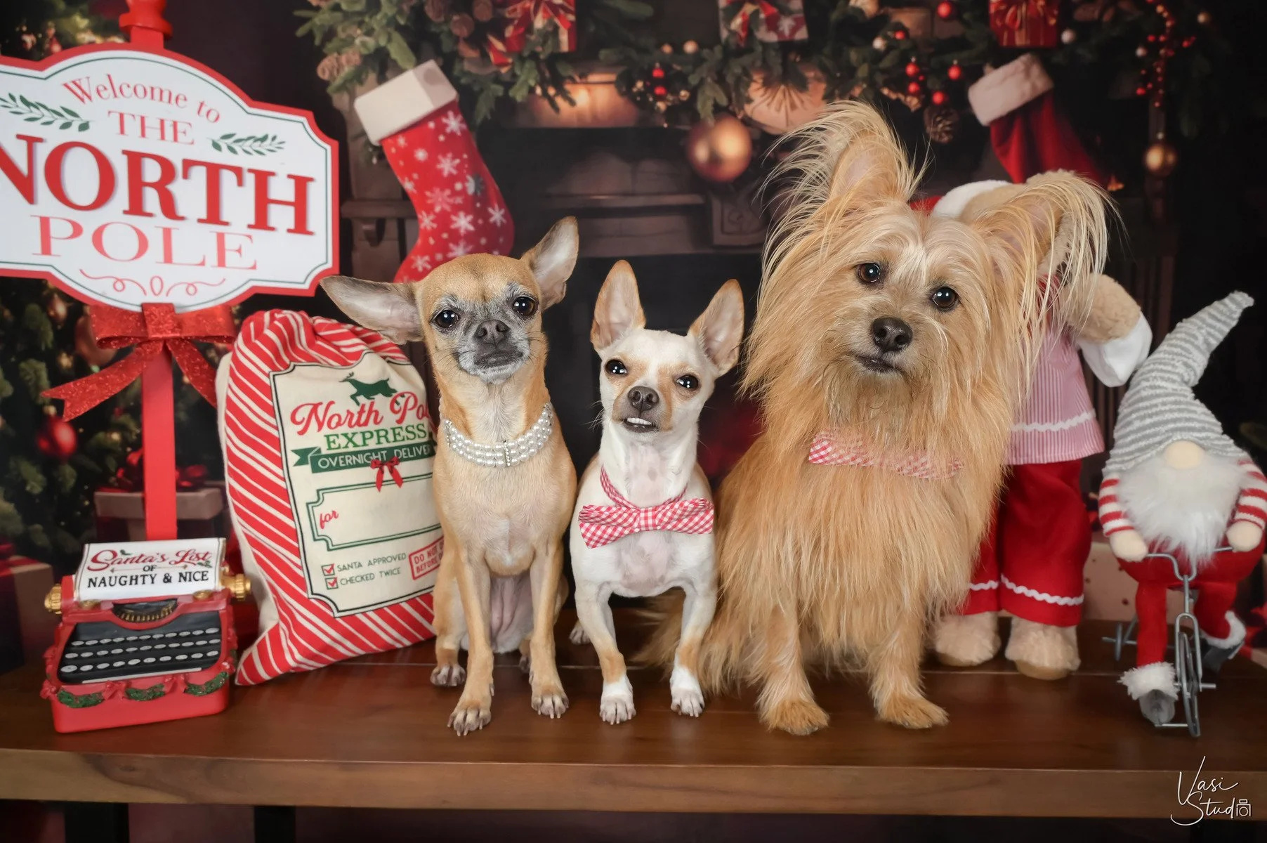 Chihuahuas and a long-haired terrier with a North Pole sign and Christmas stockings, holiday pet portrait