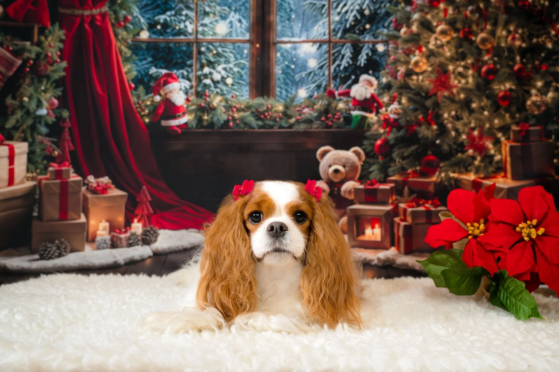 Cavalier King Charles spaniel on a white fur rug in a Christmas studio set with poinsettias, holiday pet portrait