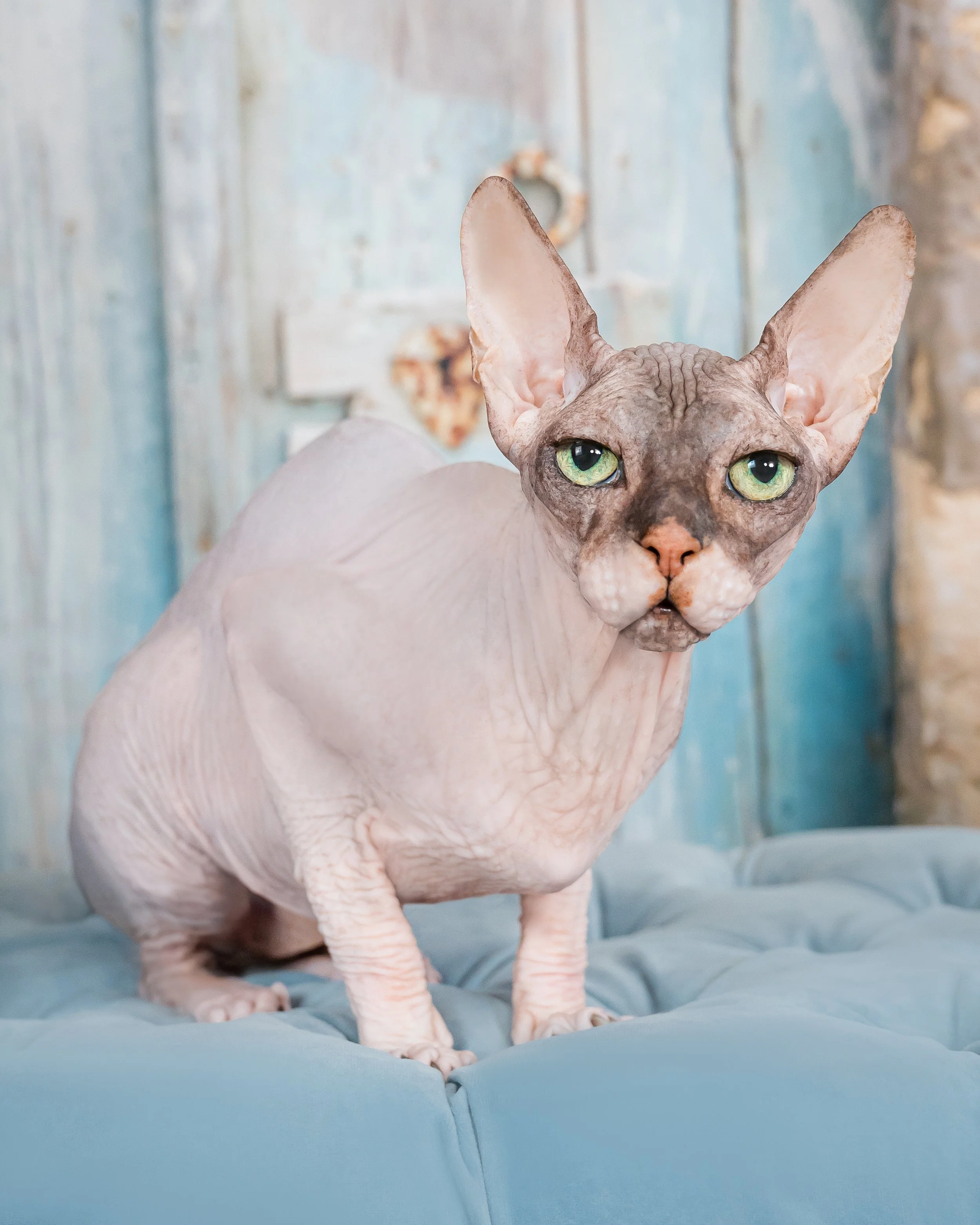 Sphynx cat sitting on a blue tufted bench against a rustic door, studio cat portrait by Vasi Studio