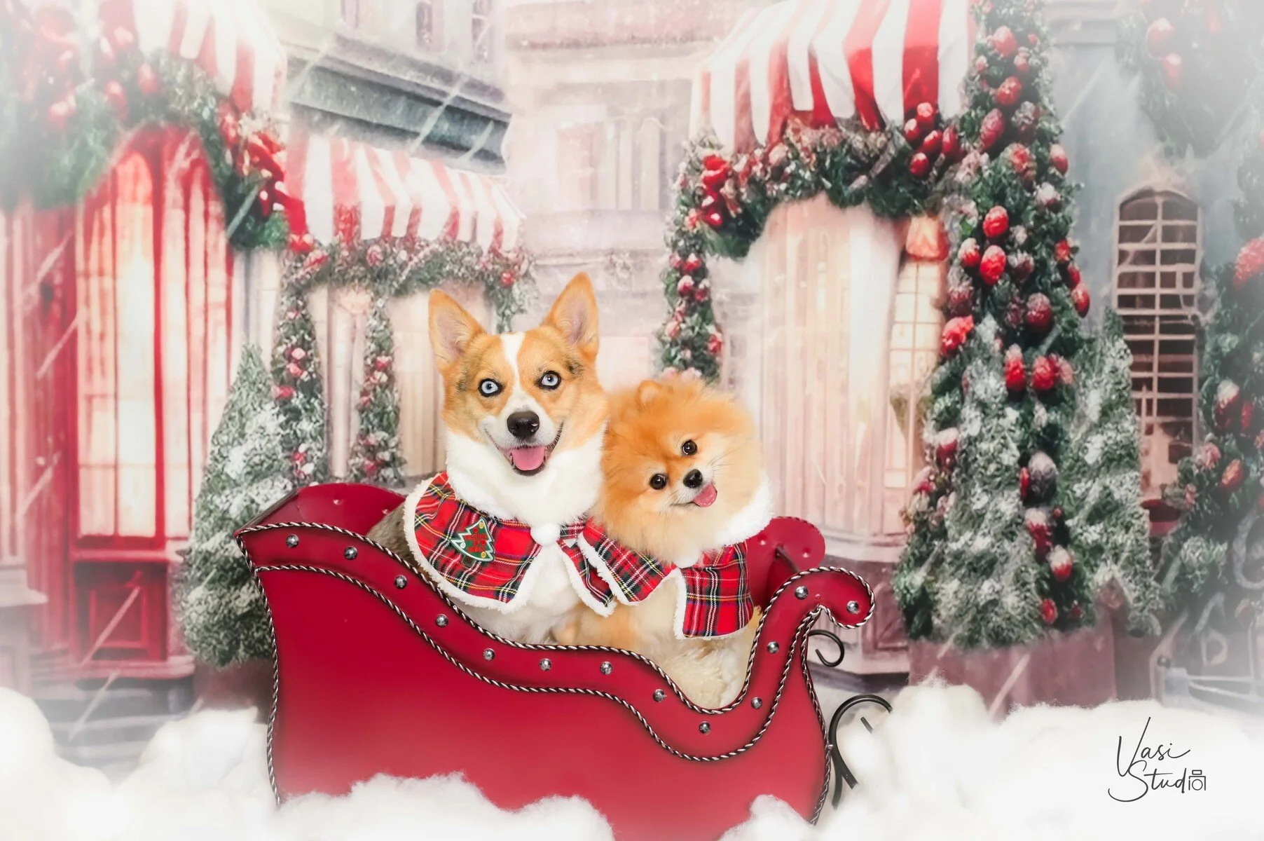 Corgi and Pomeranian in a red sleigh in a Christmas village set, holiday dog portrait