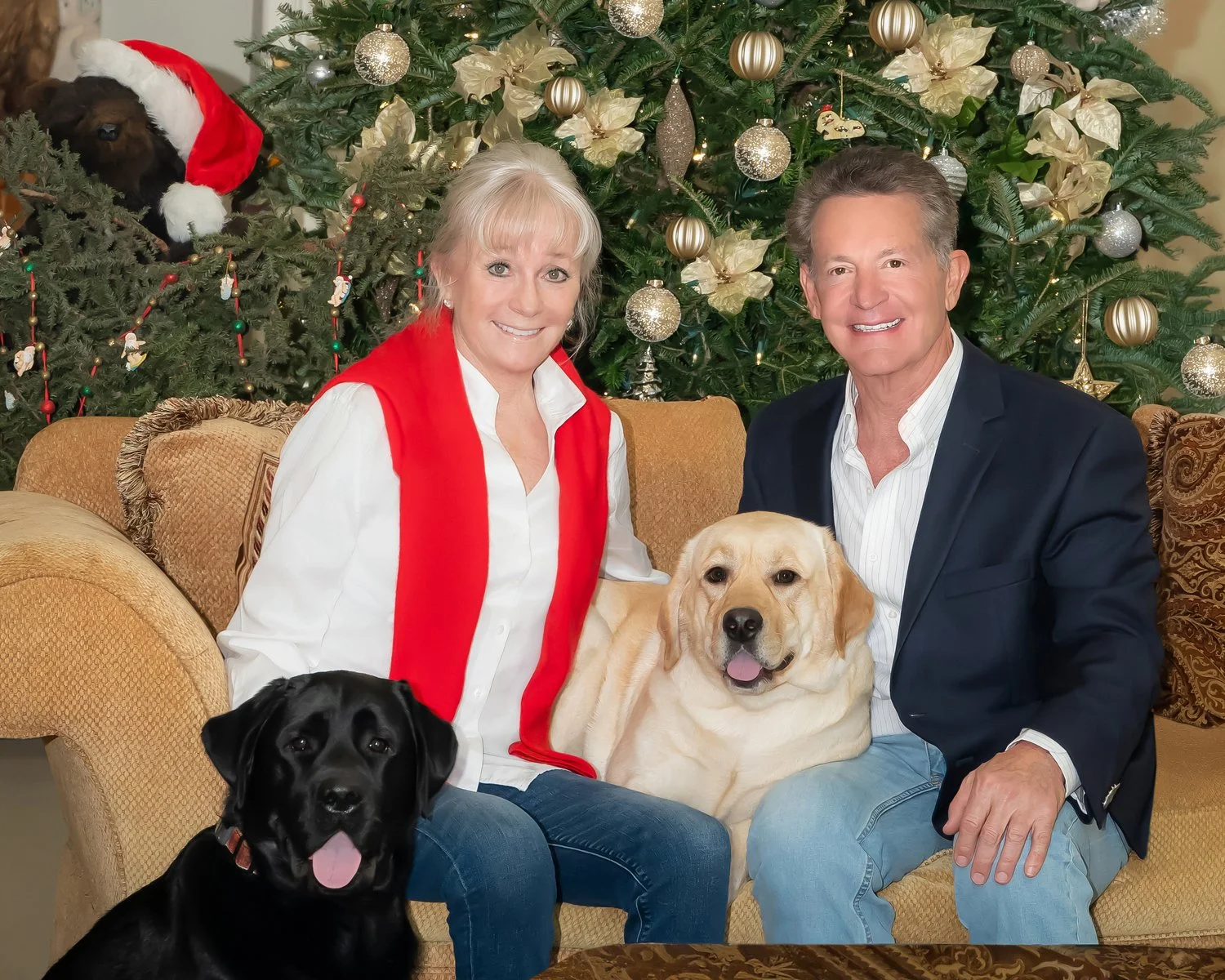 Couple with a black Labrador and a yellow Labrador in front of a Christmas tree, holiday family and dog portrait