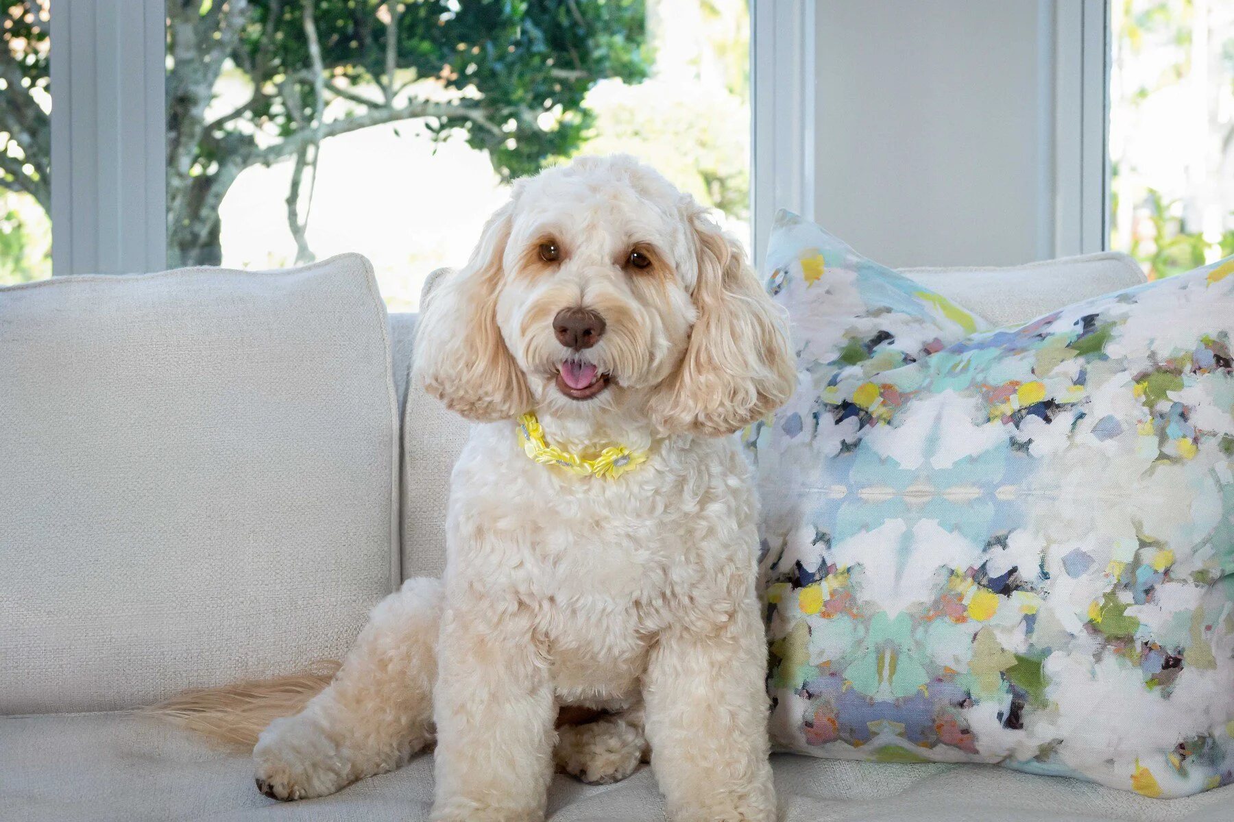 Cream doodle relaxing among pillows on a sofa at home, in-home pet portrait by Vasi Studio in Palm Beach County