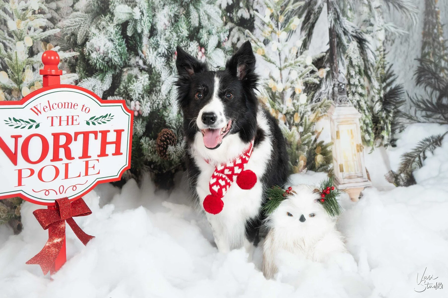 Border collie and white cat in a snowy North Pole winter set, Christmas dog and cat portrait