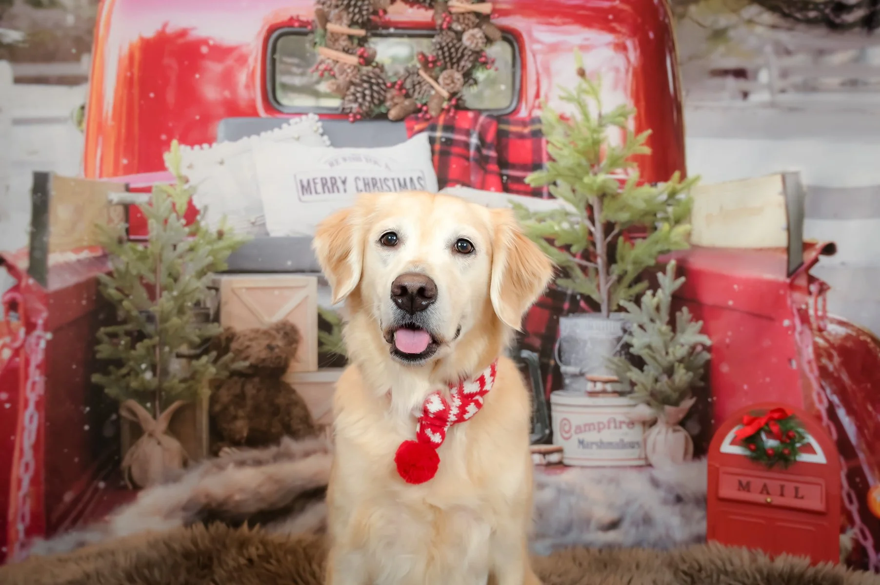 Golden retriever in a vintage red Christmas truck with holiday gifts, Christmas dog photography