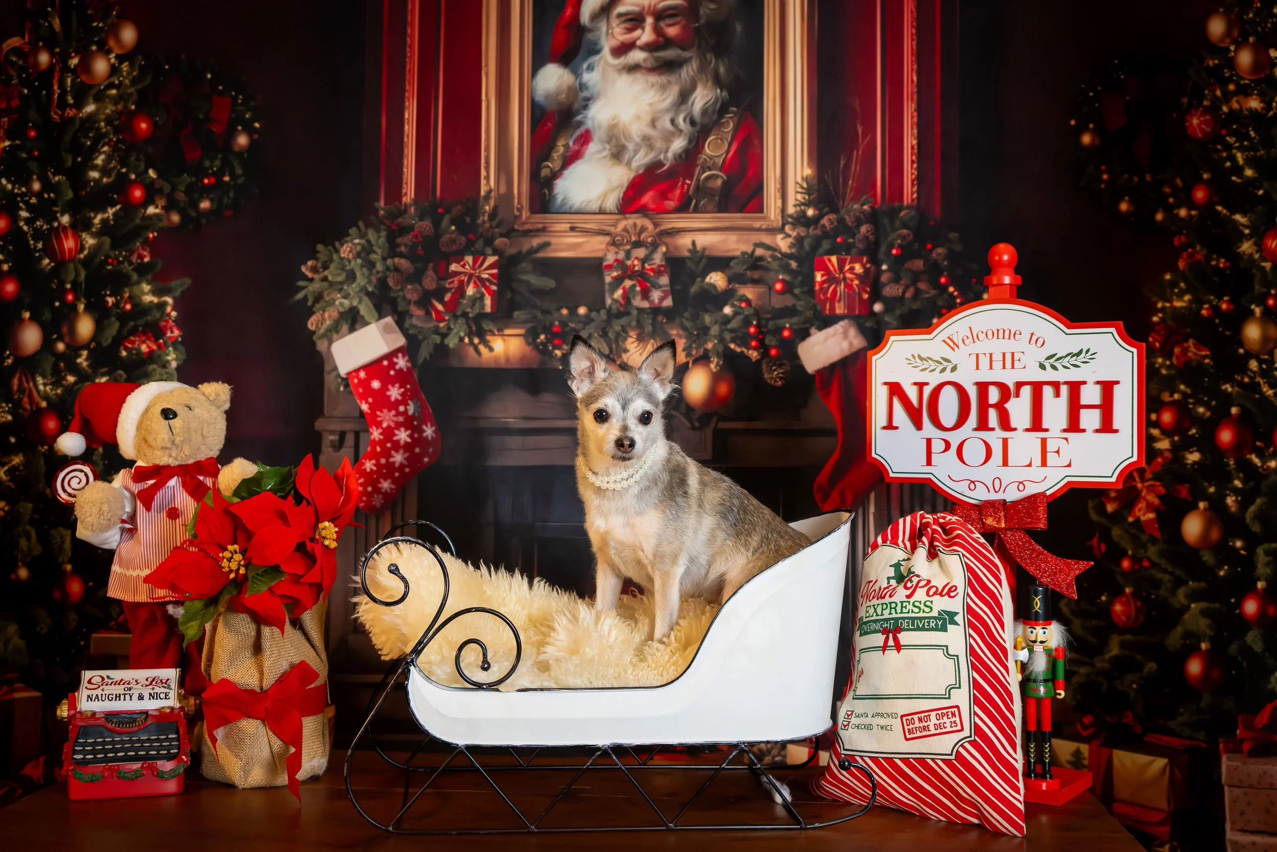 Small dog in a pearl necklace in a white Christmas sleigh by the North Pole sign and Santa portrait, holiday pet portrait by Vasi Studio in Palm Beach Gardens