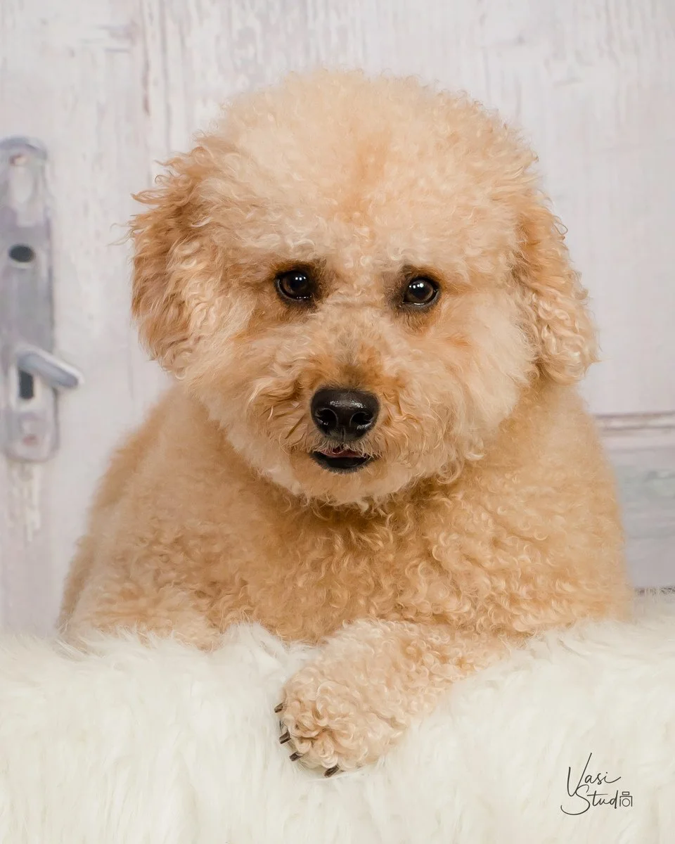 Fluffy cream doodle with a sweet expression against a soft studio backdrop, pet portrait by Vasi Studio in Palm Beach Gardens