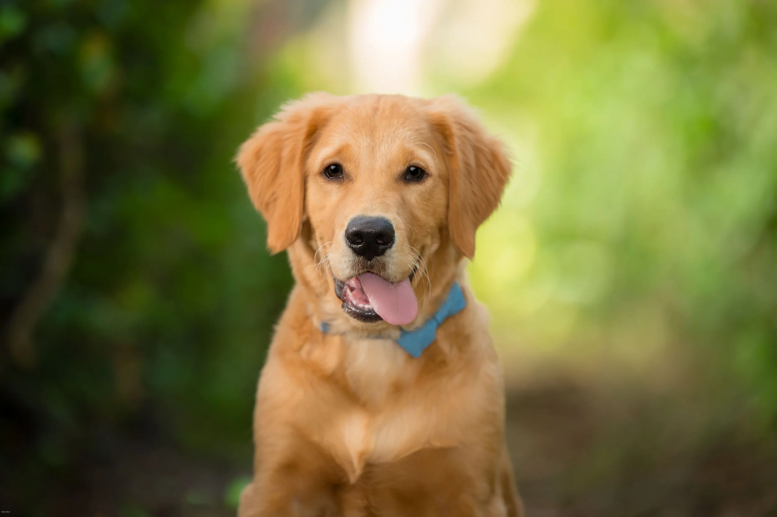 Golden retriever with a blue collar in soft green outdoor light, dog portrait South Florida