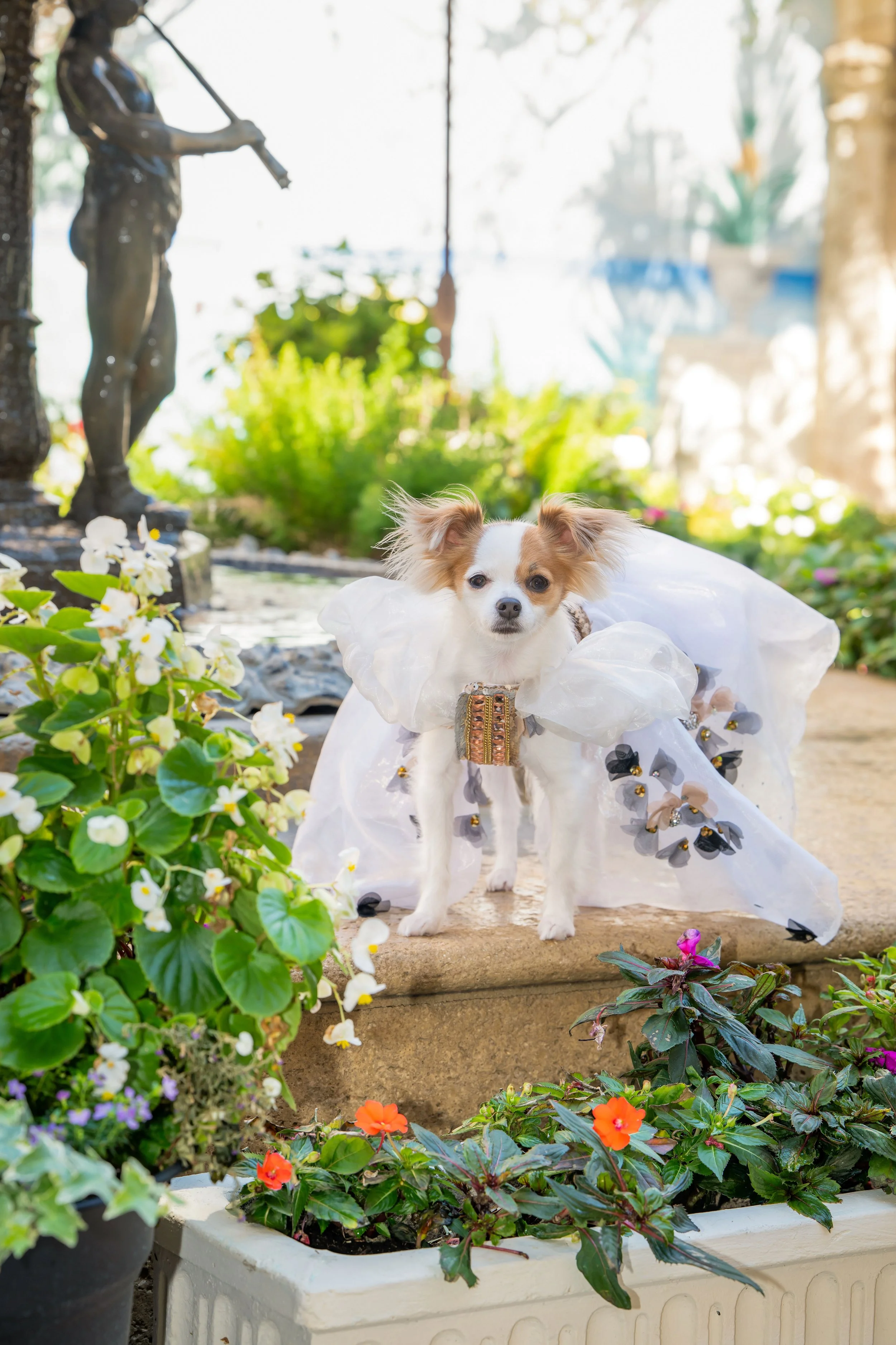 Small papillon dog posed in a flower garden courtyard, outdoor pet portrait in Palm Beach