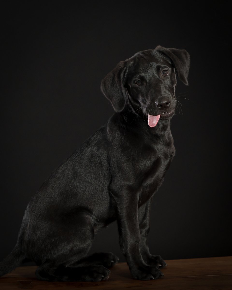 Black Labrador on a dark studio background, fine art dog portrait Palm Beach Gardens