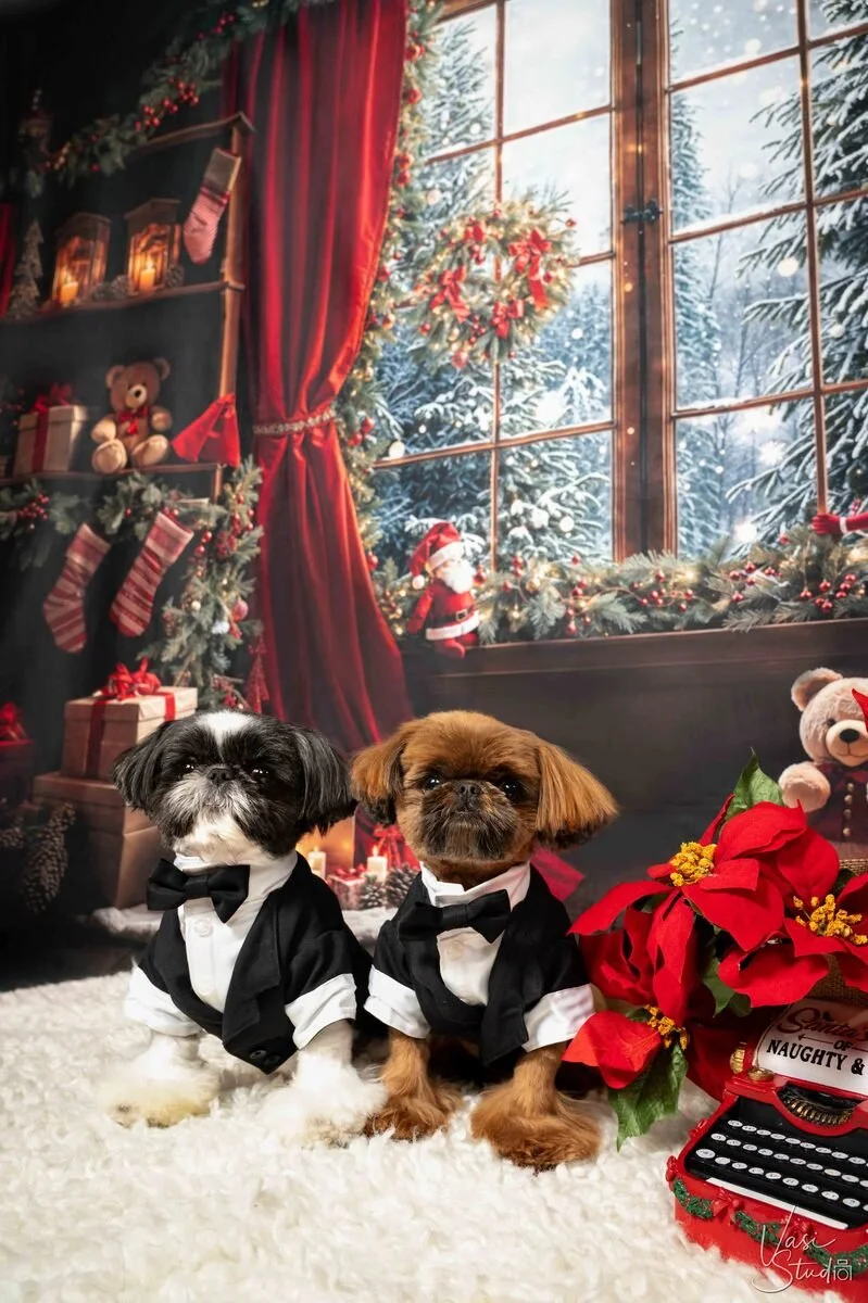Two small dogs in tuxedos on a white rug in a red Christmas window set, holiday pet portraits by Vasi Studio