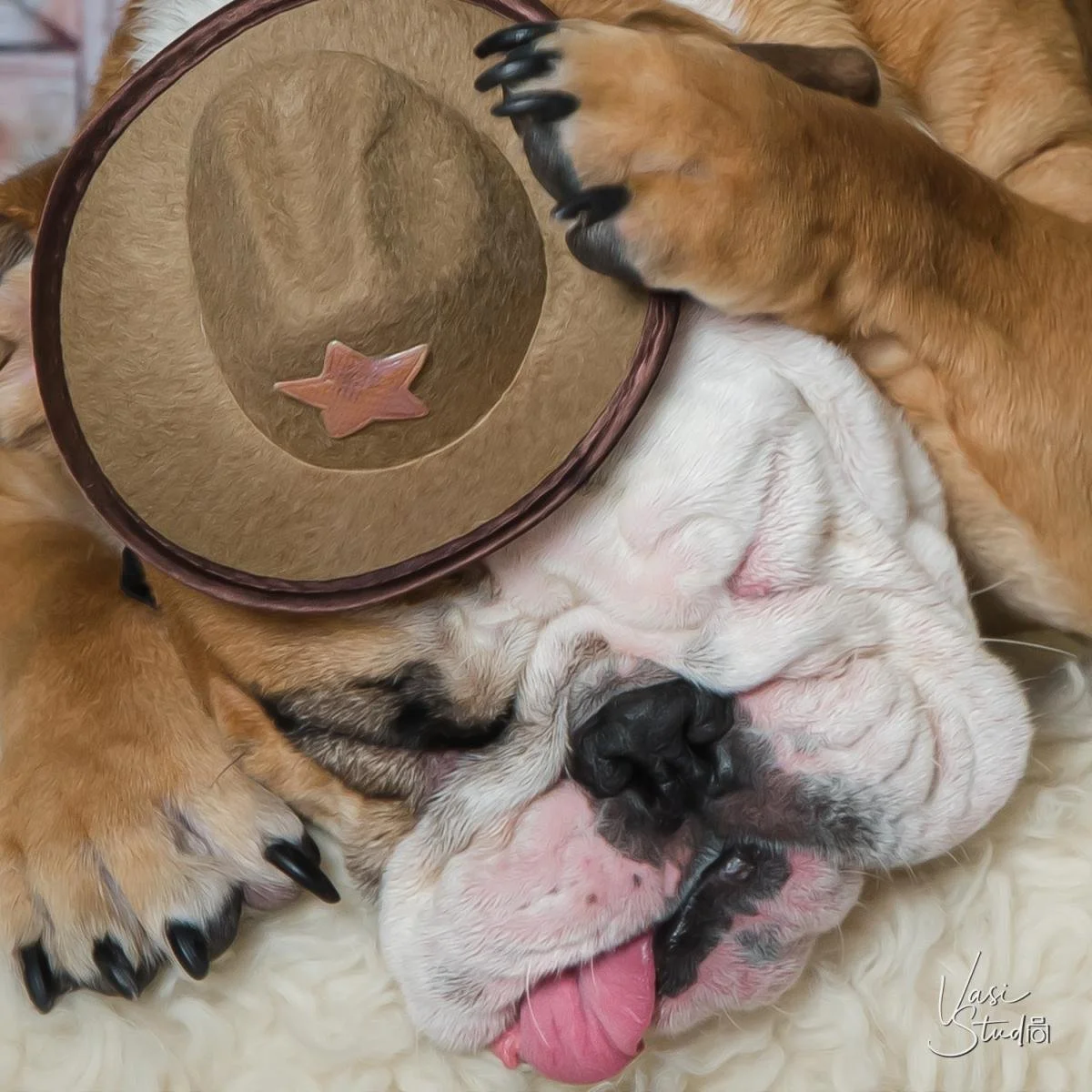 English bulldog wearing a cowboy hat, humorous artistic dog portrait