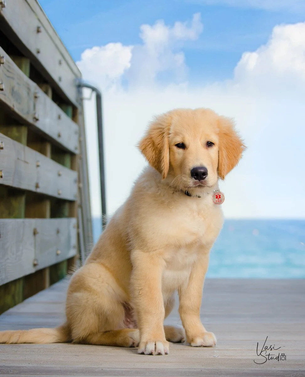 Golden retriever puppy sitting by the ocean, on-location pet portrait by Vasi Studio in Jupiter, Florida