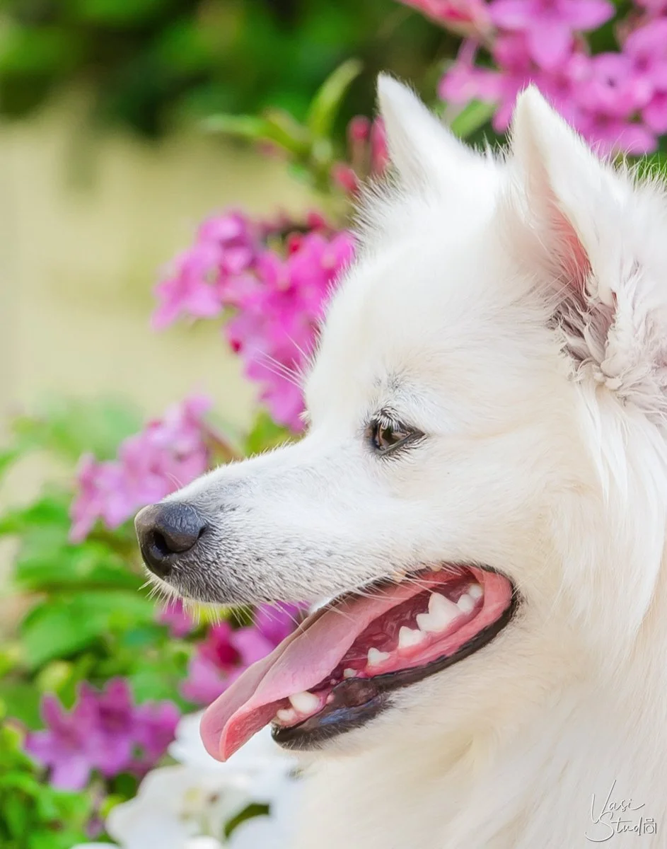 White Japanese Spitz smiling among pink flowers, outdoor dog photography South Florida