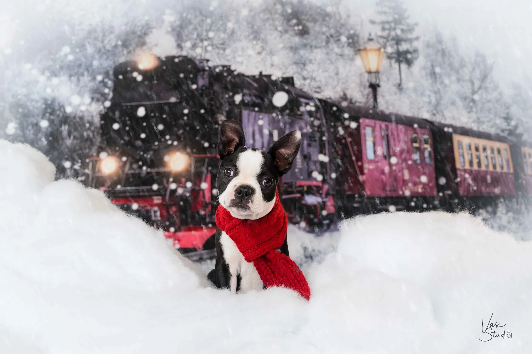 Boston terrier in a red scarf in the snow with a holiday train, Christmas pet portrait by Vasi Studio, Palm Beach Gardens