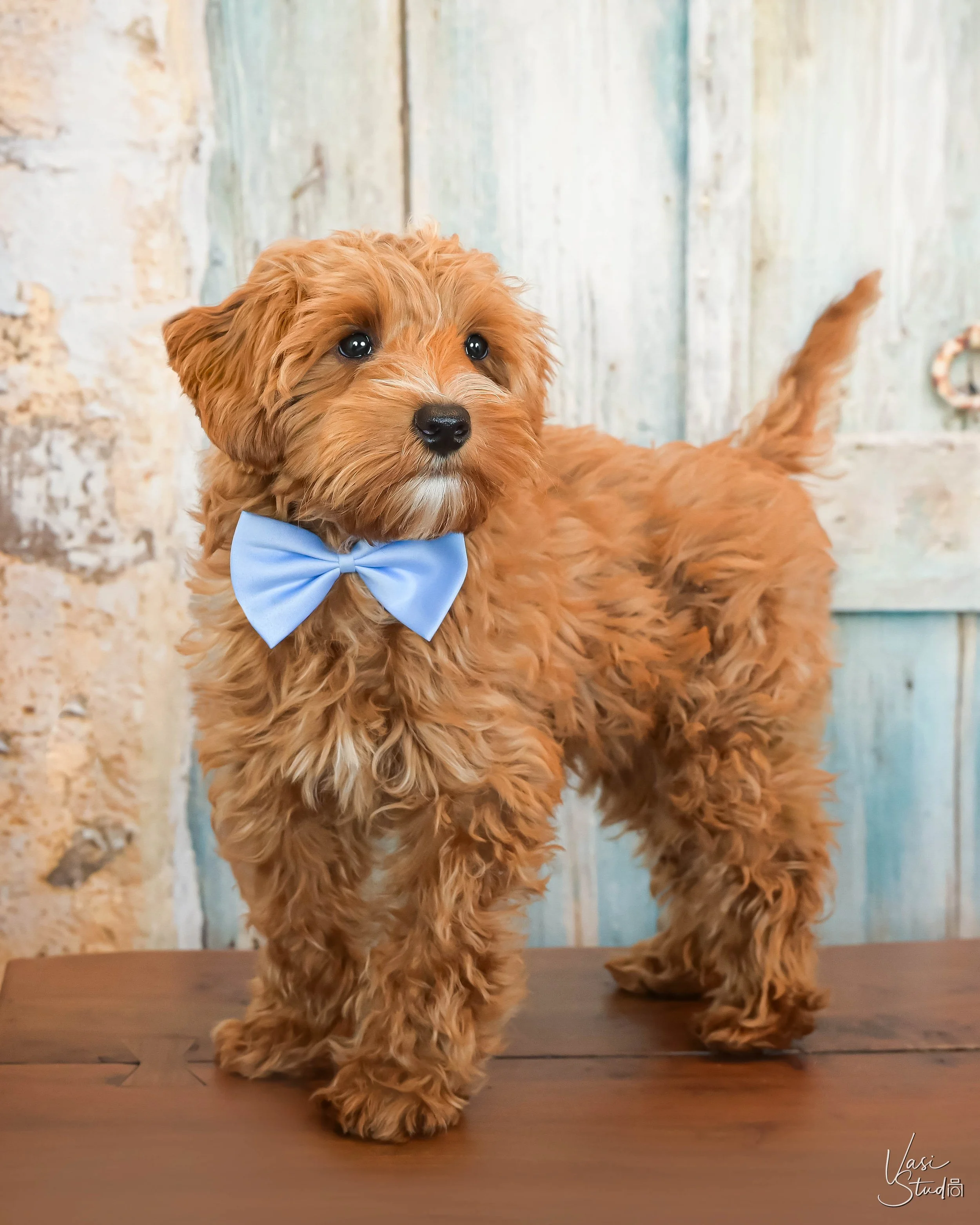 Red cavapoo puppy with a blue bow tie on a wooden table, studio puppy portrait by Vasi Studio