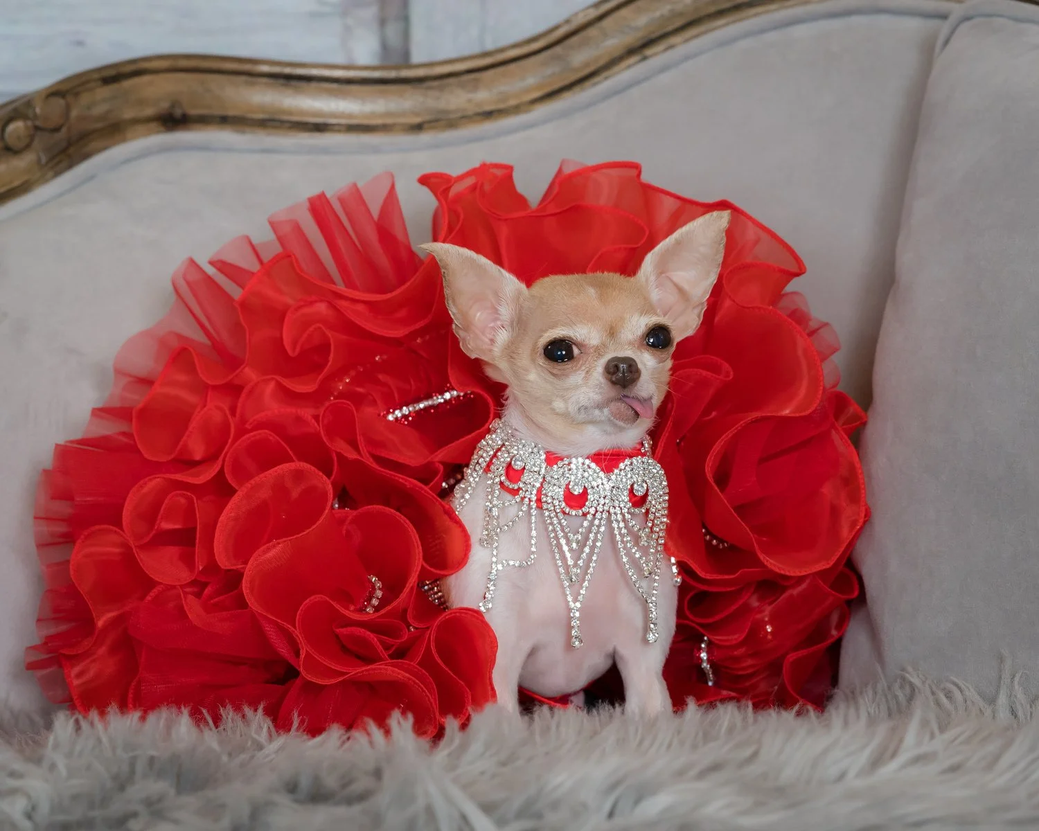 Tiny chihuahua posed in a ruffled red dress, fine-art pet portrait by Vasi Studio in Palm Beach Gardens