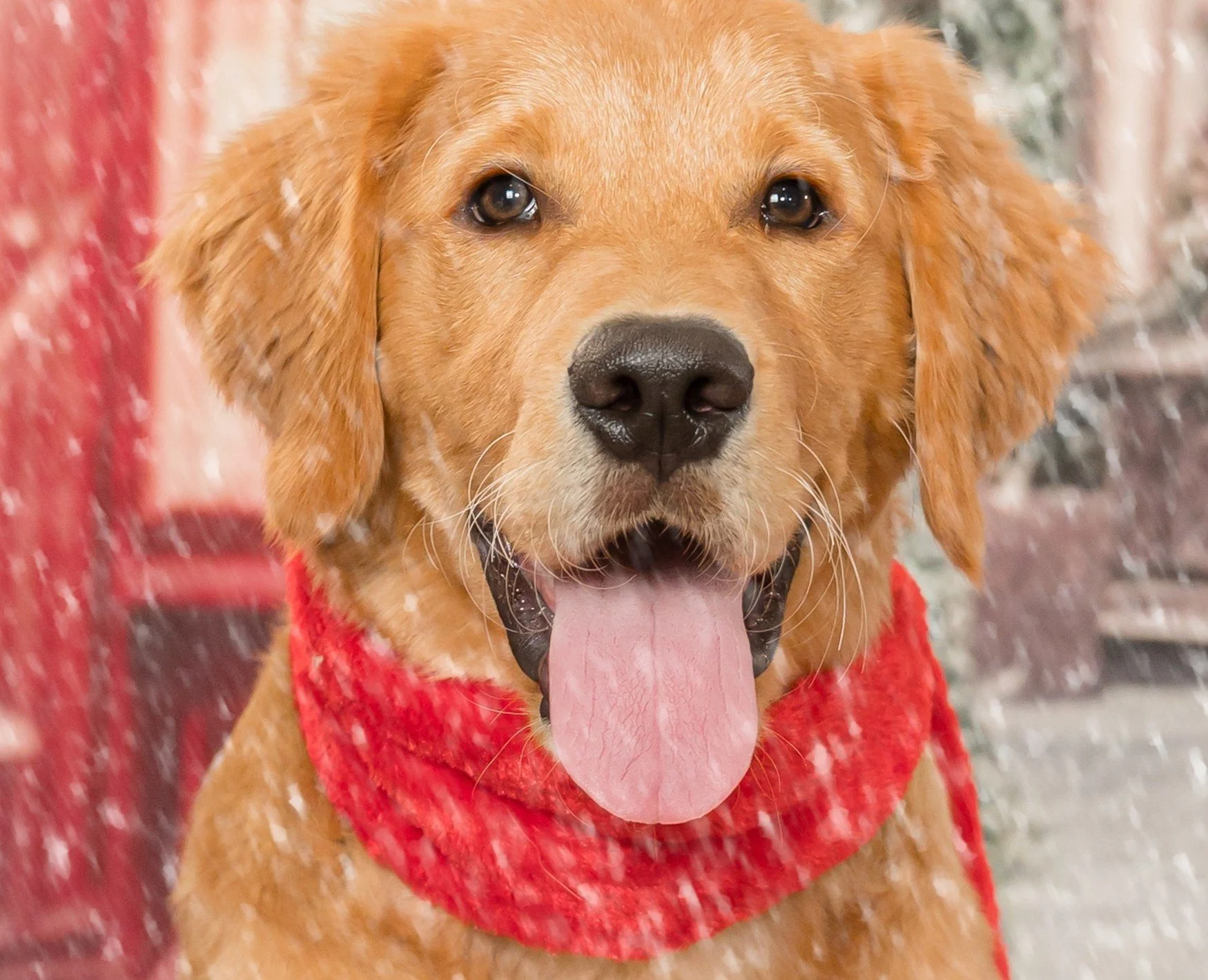 Golden retriever in a red scarf with falling snow, Christmas dog portrait by Vasi Studio