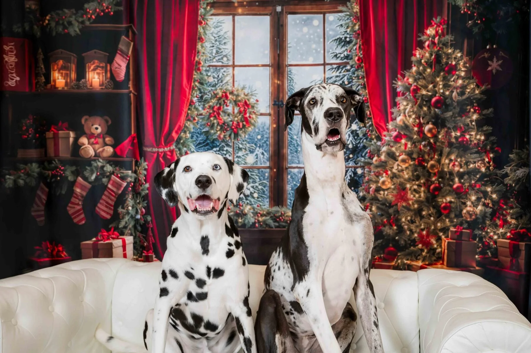 Dalmatian and Great Dane on a white sofa in a red Christmas studio set, holiday dog portraits