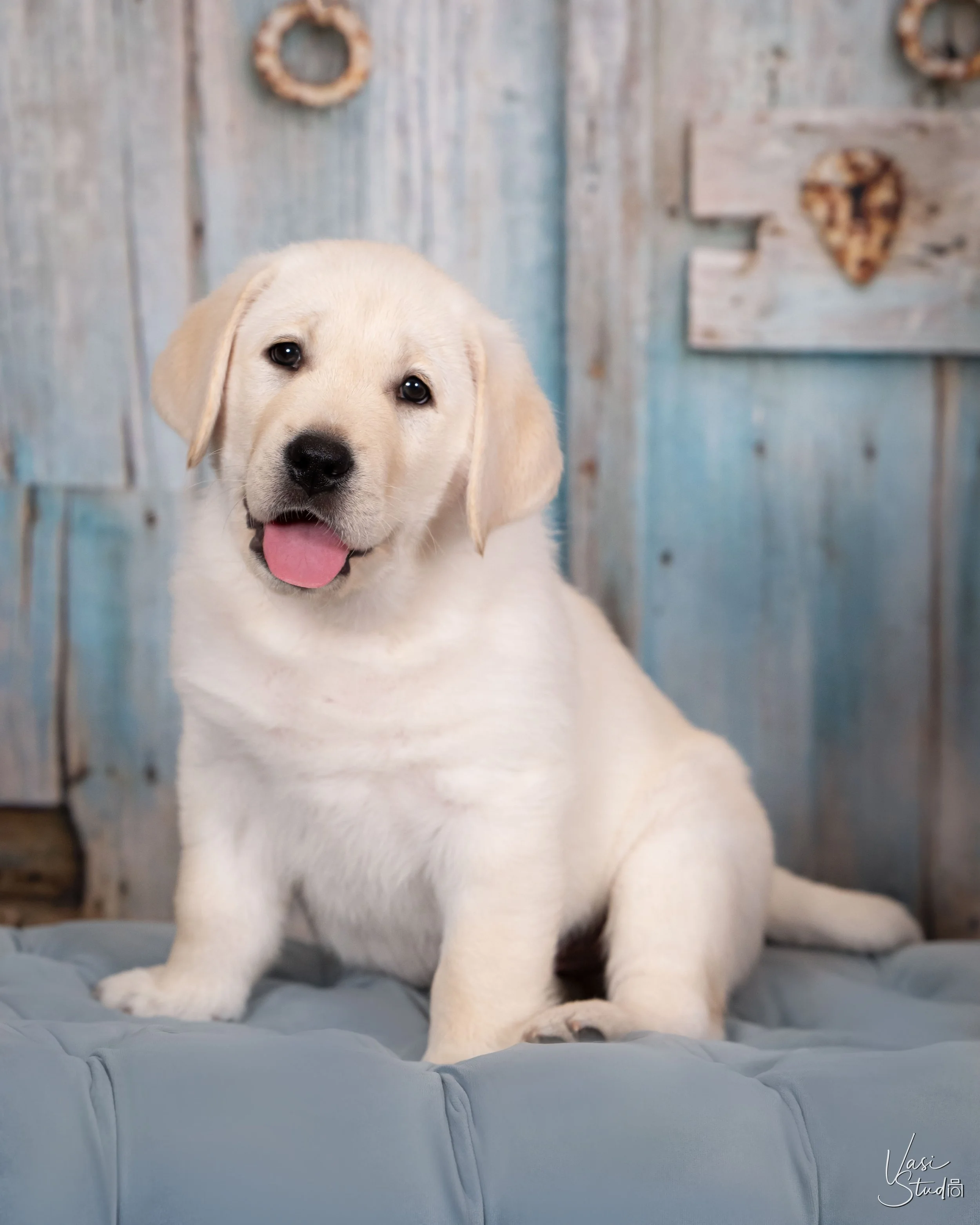 Yellow Labrador puppy on a blue tufted bench against a rustic door, puppy photography Palm Beach Gardens