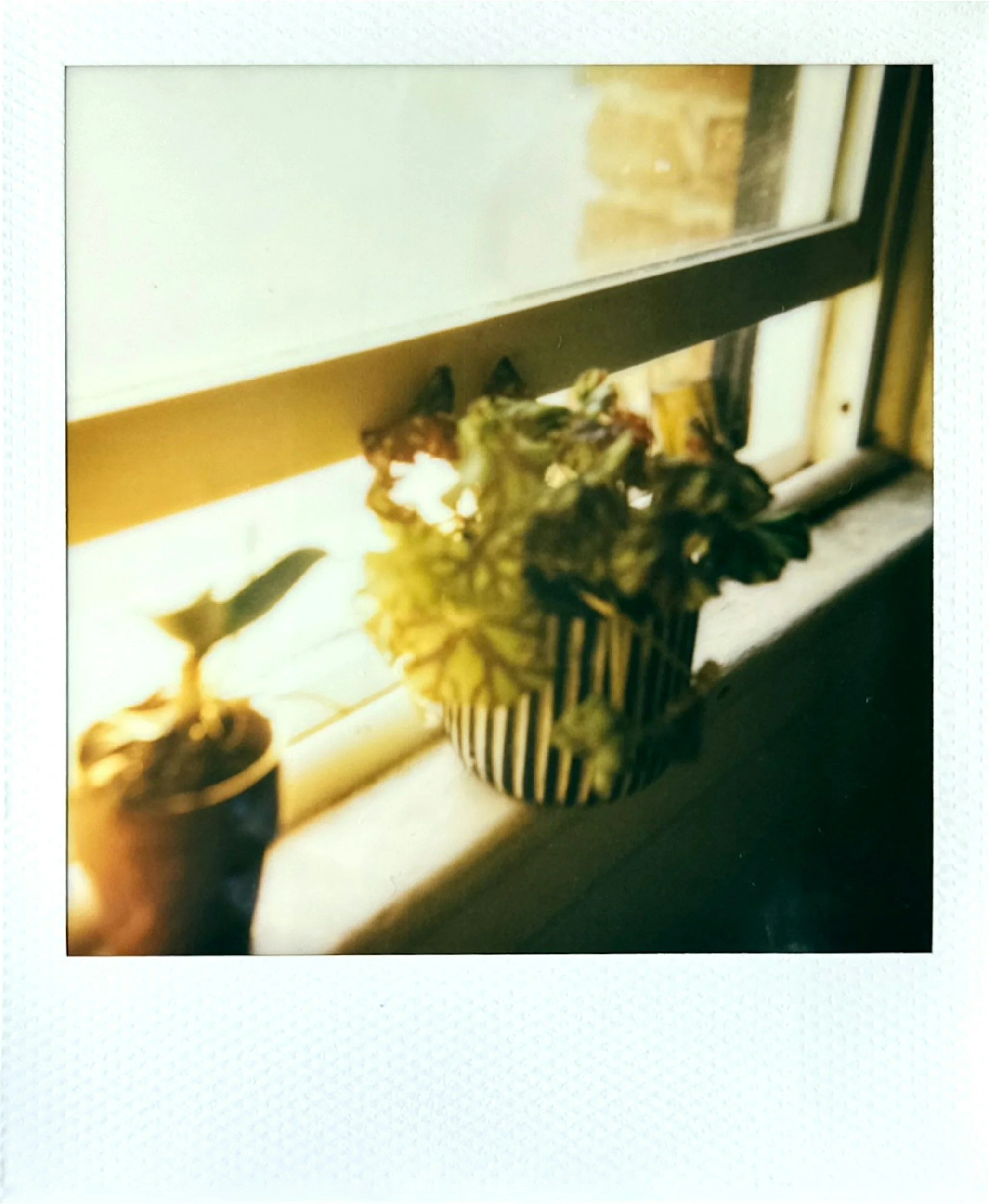 Polaroid de una ventana con luz de tarde y una planta