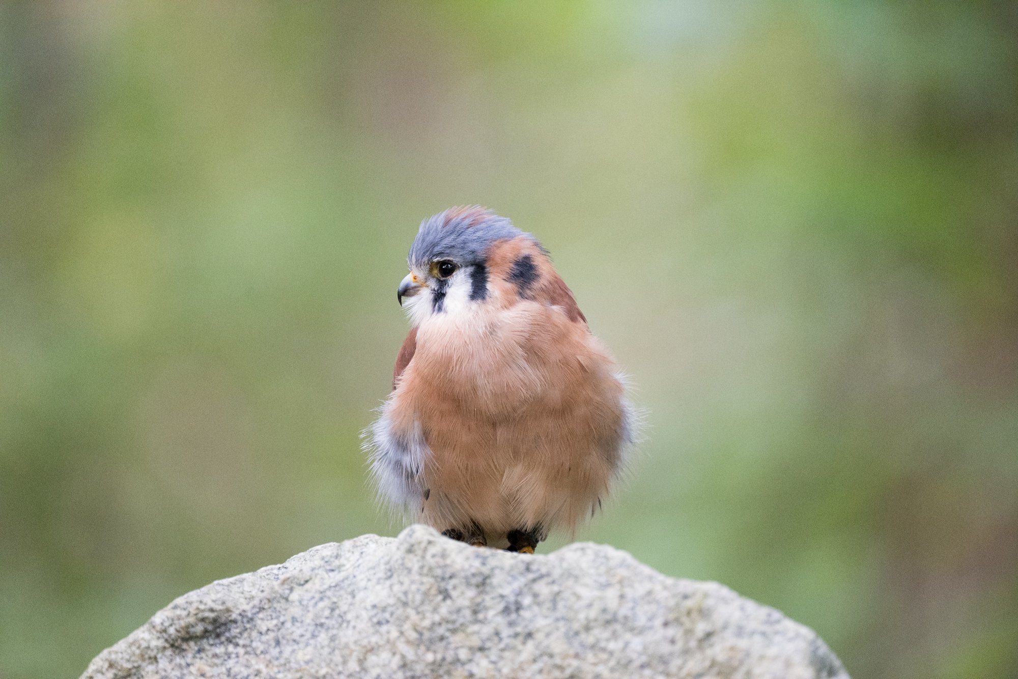 Carolina Raptor center.jpg