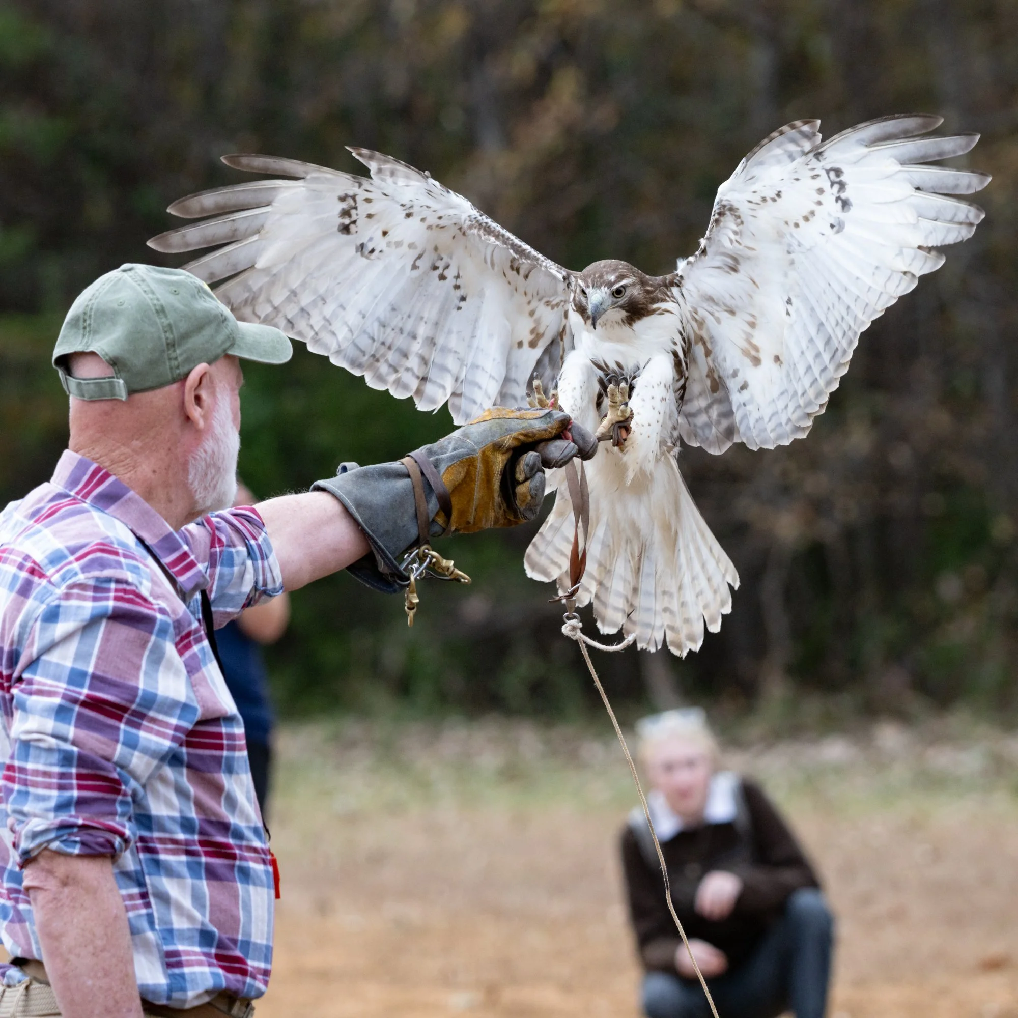 Allison woods raptor.jpg