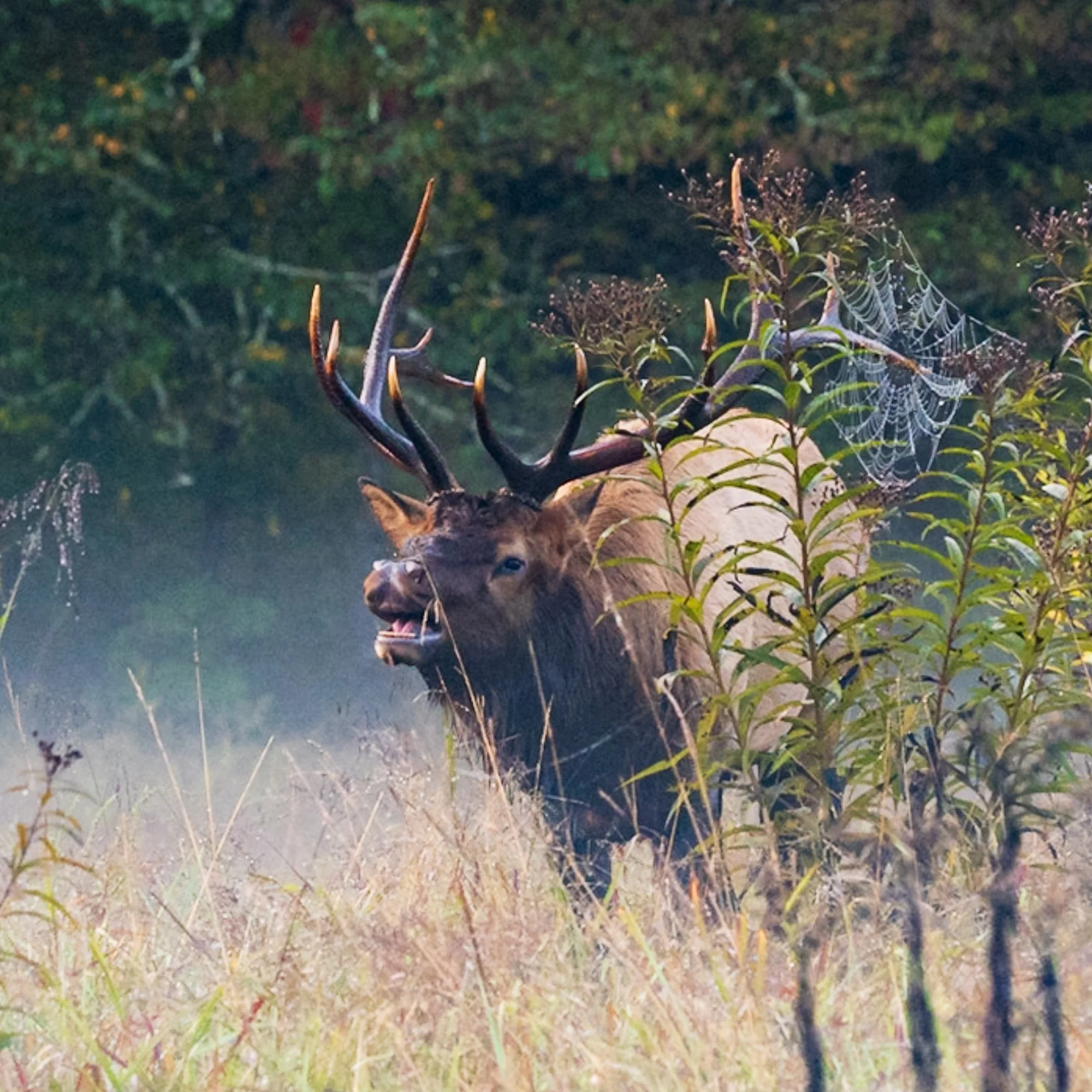 Cataloochee elk fall_.jpg