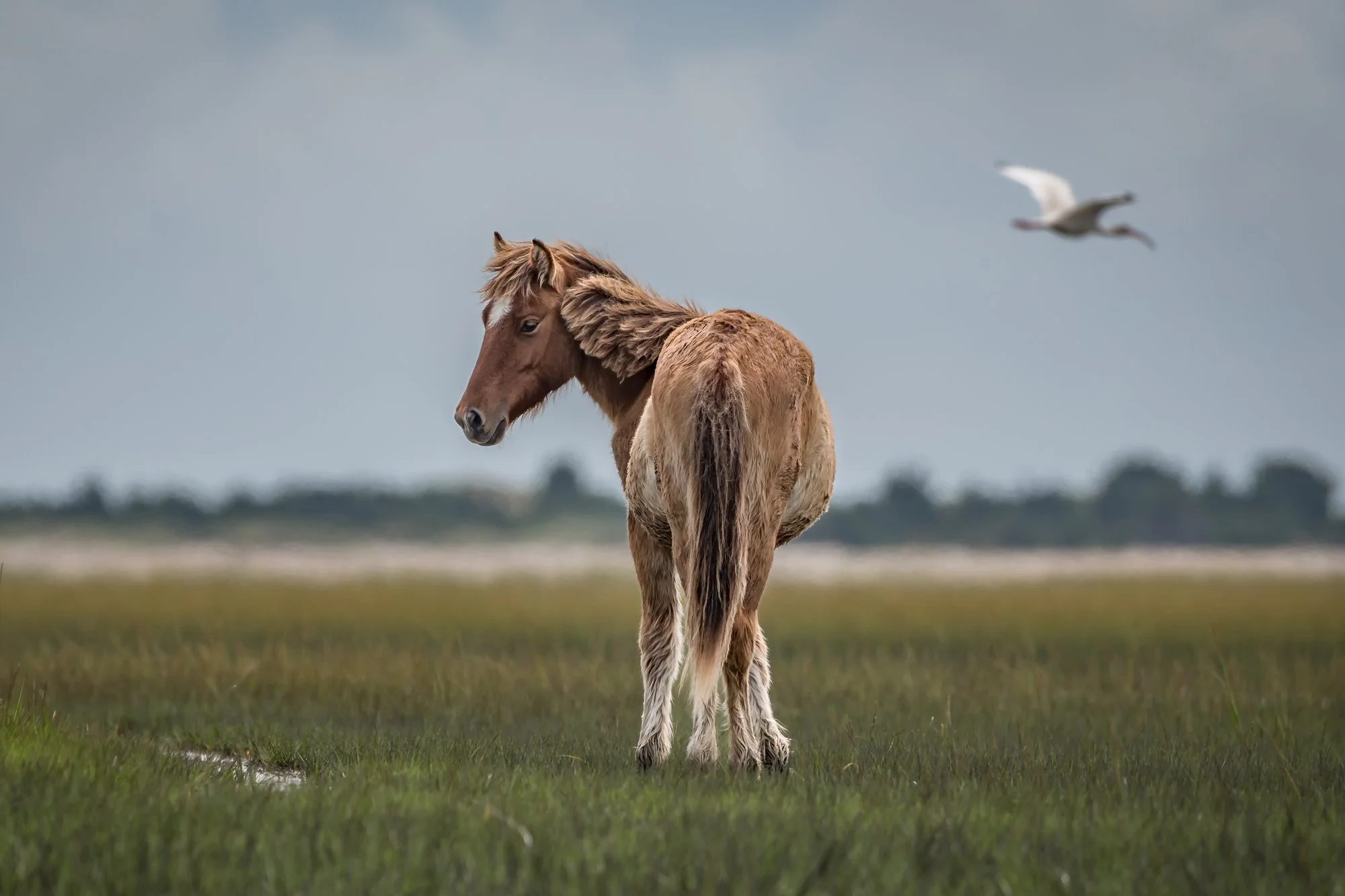 Carrott island wild horses.jpg