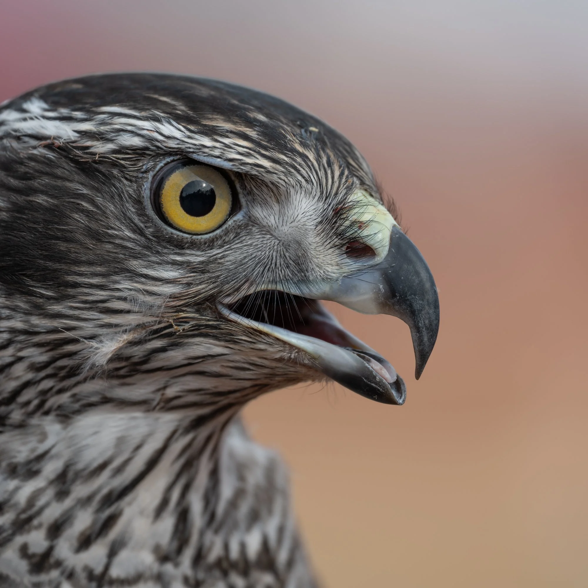 Allison woods hawk.jpg