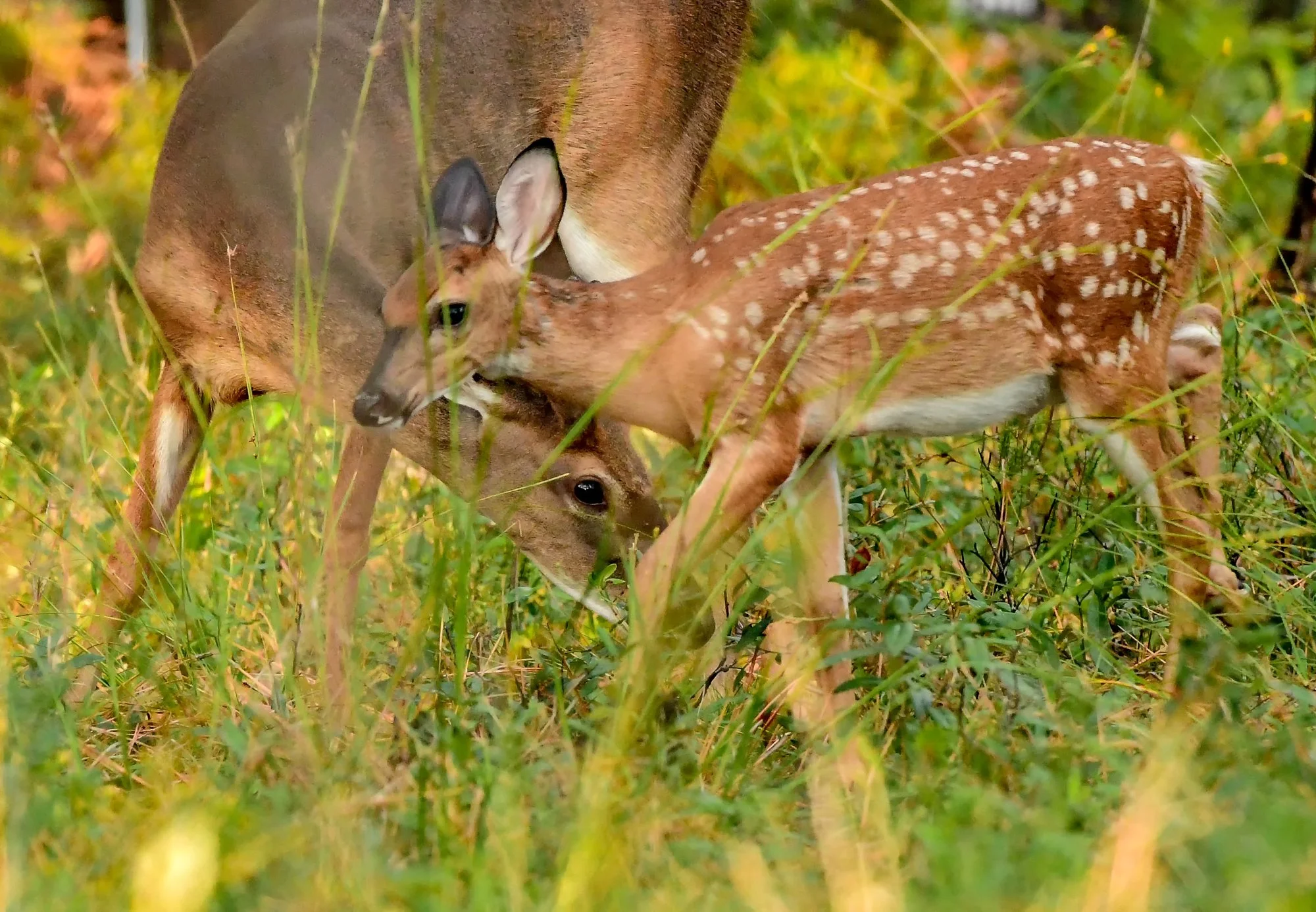 mom and baby whitetail.jpg