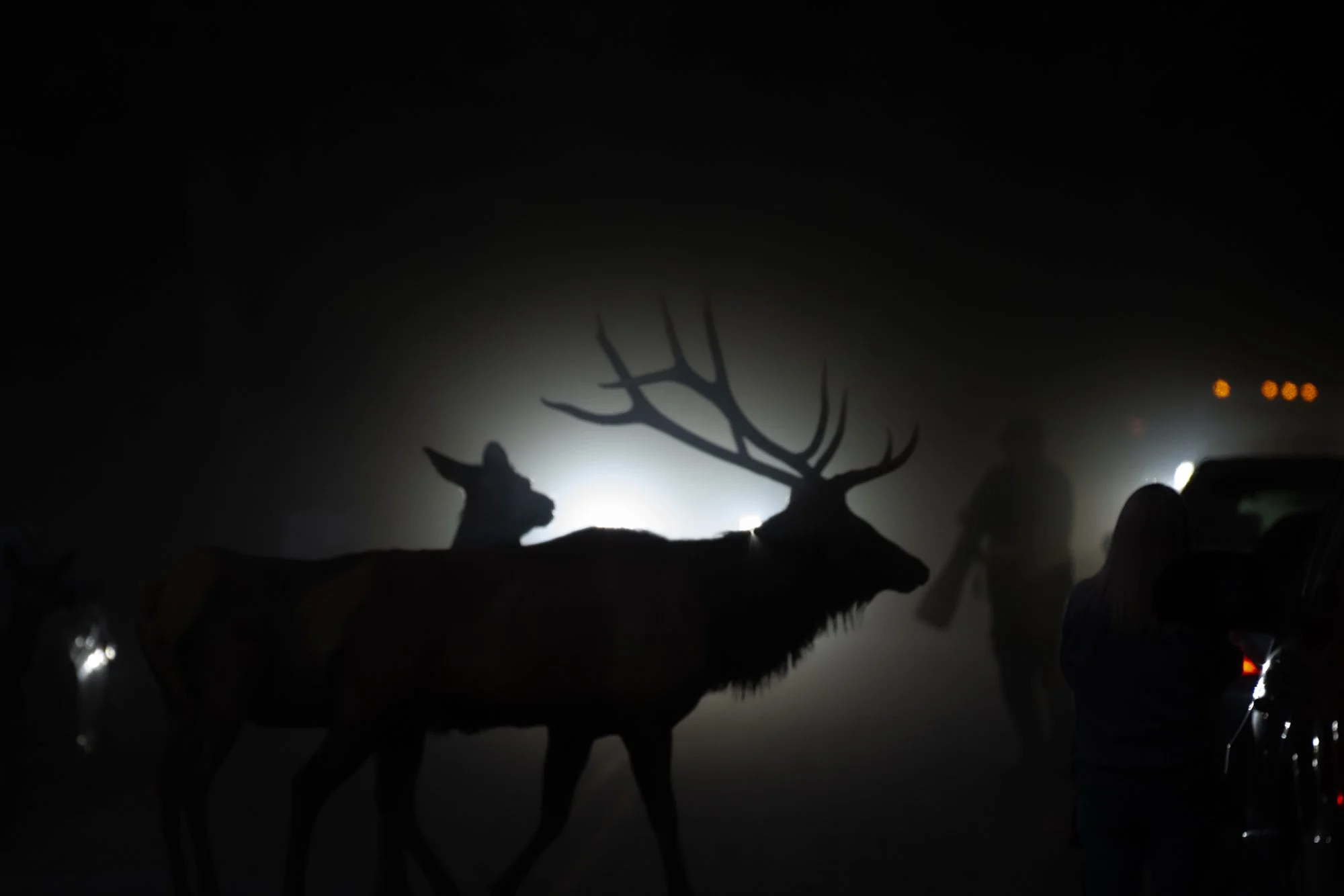 Elk photographers.jpg