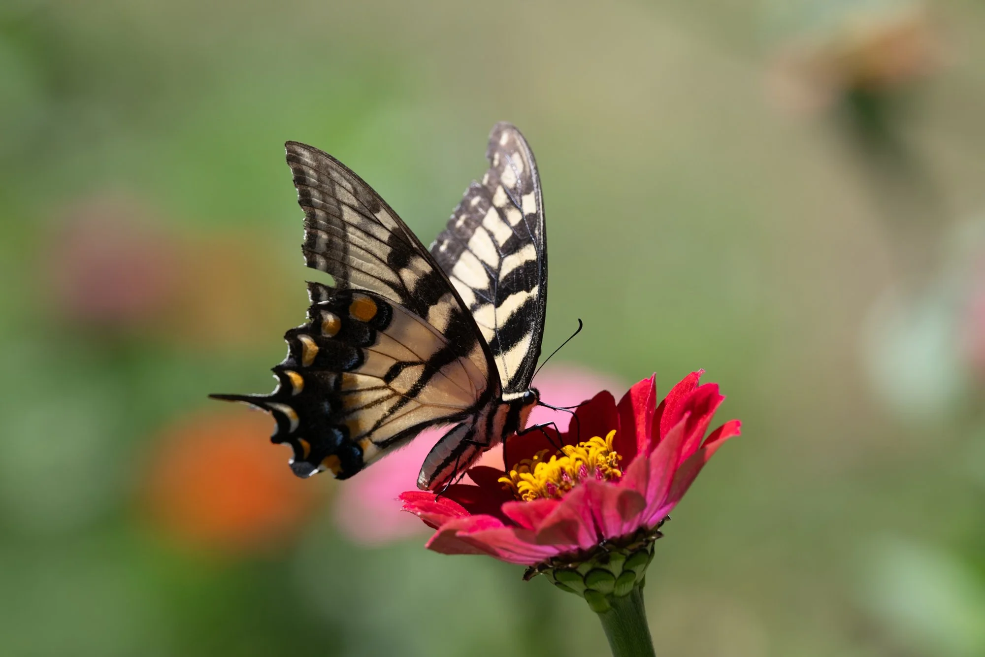 butterfly.jpg
