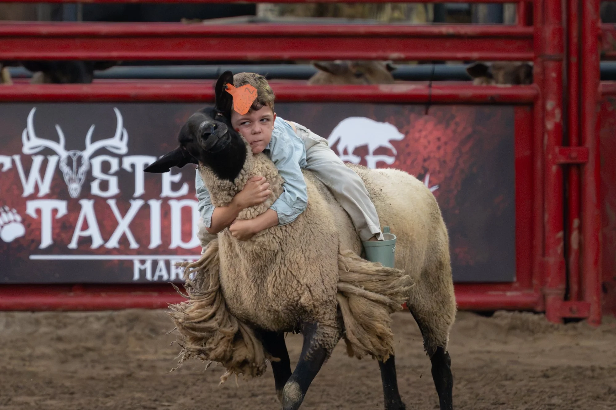 kids rodeo mutton busting.jpg