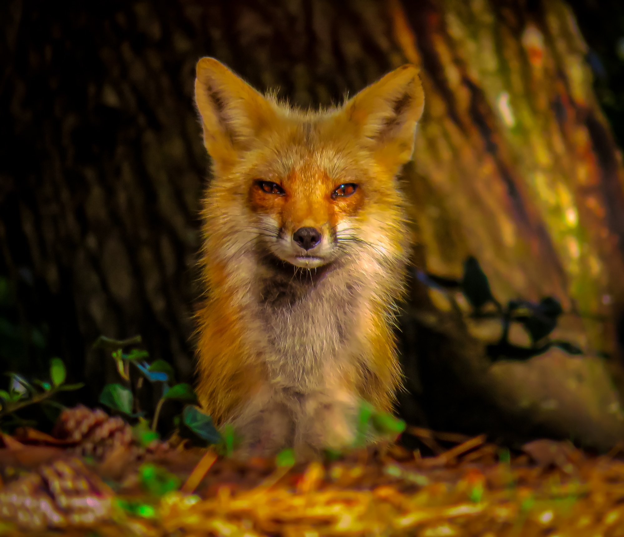 fox.jpg