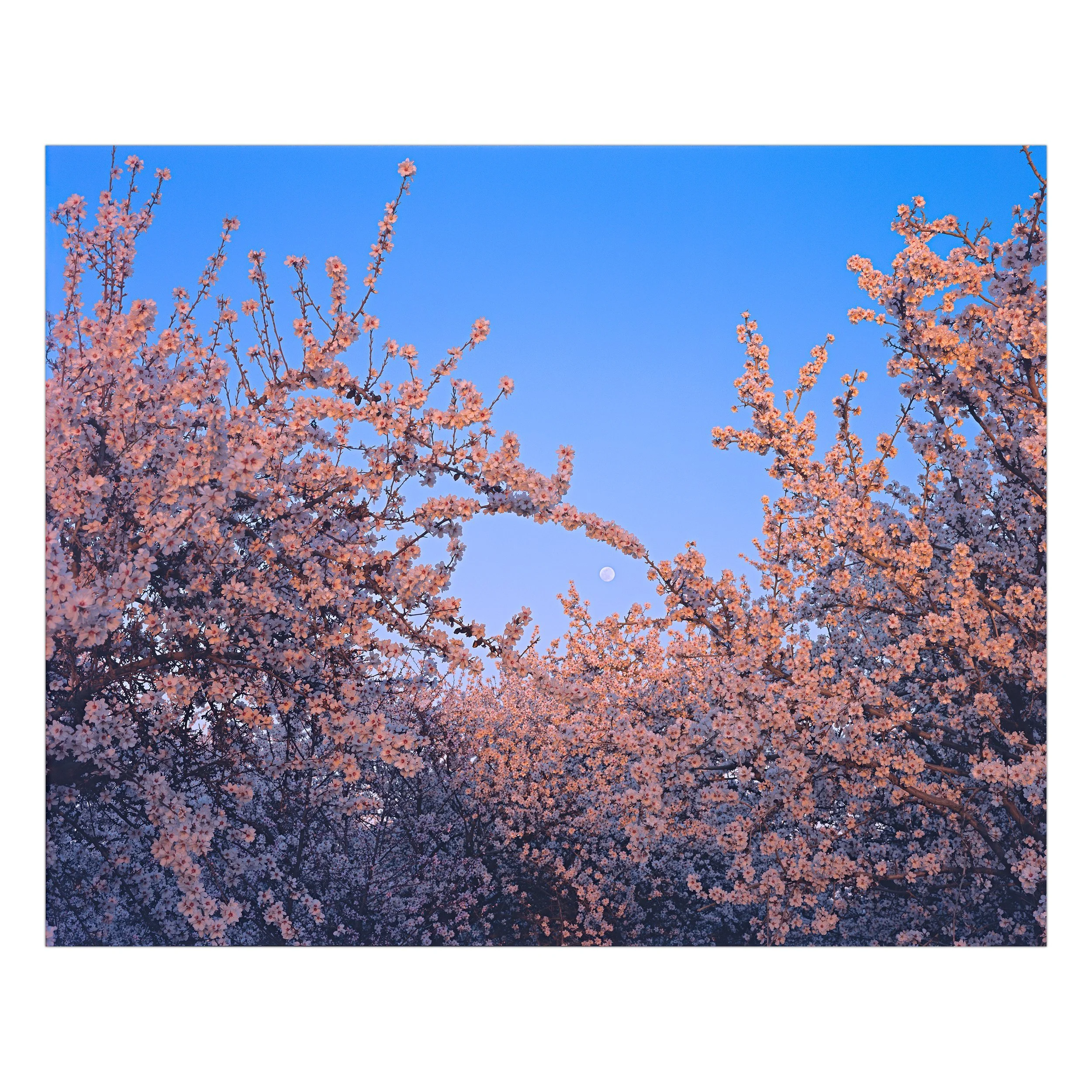 Moon Bloom